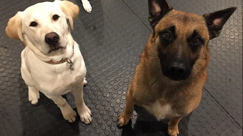 Two dogs sitting on a rubber mat, one light-colored with floppy ears and the other darker with pointed ears.