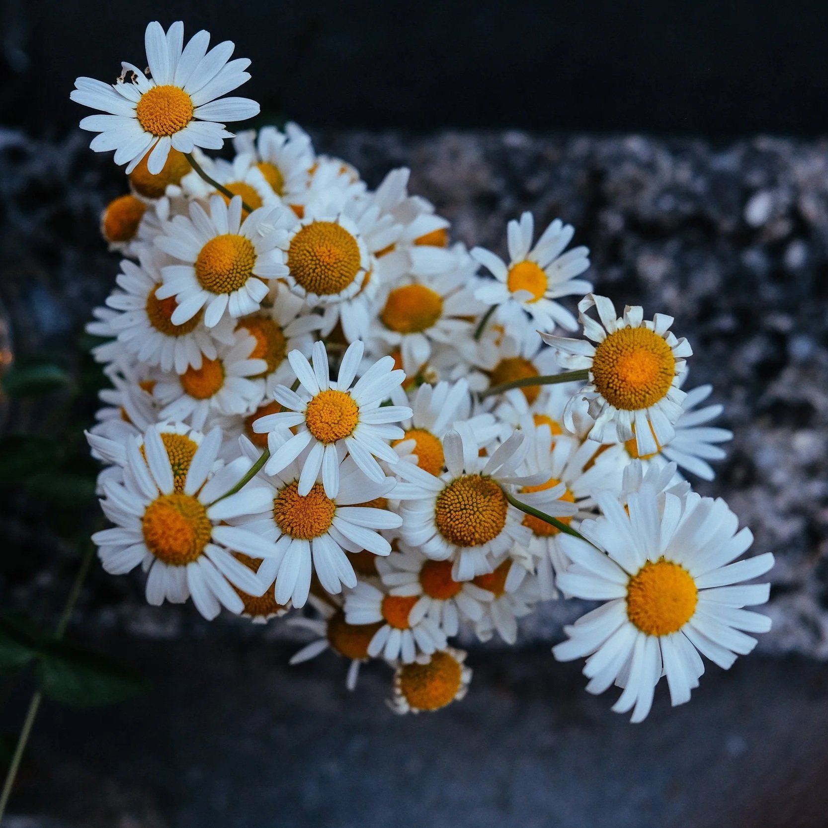 Floreshing
