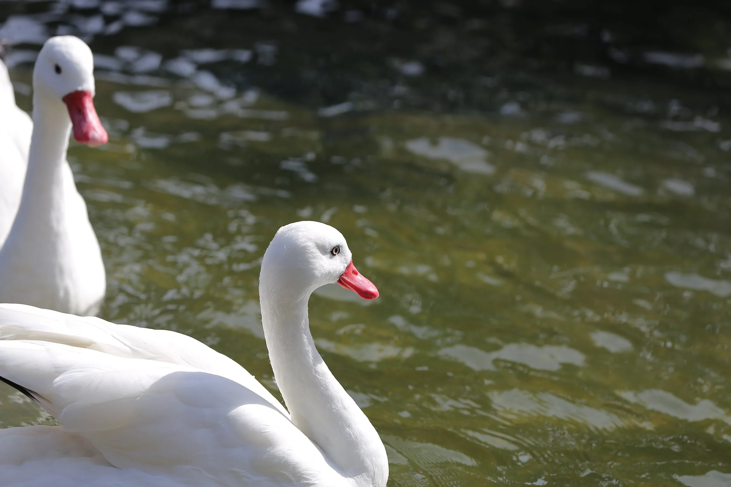 E9755FD6-BD18-4734-92CC-A70485184767.jpeg