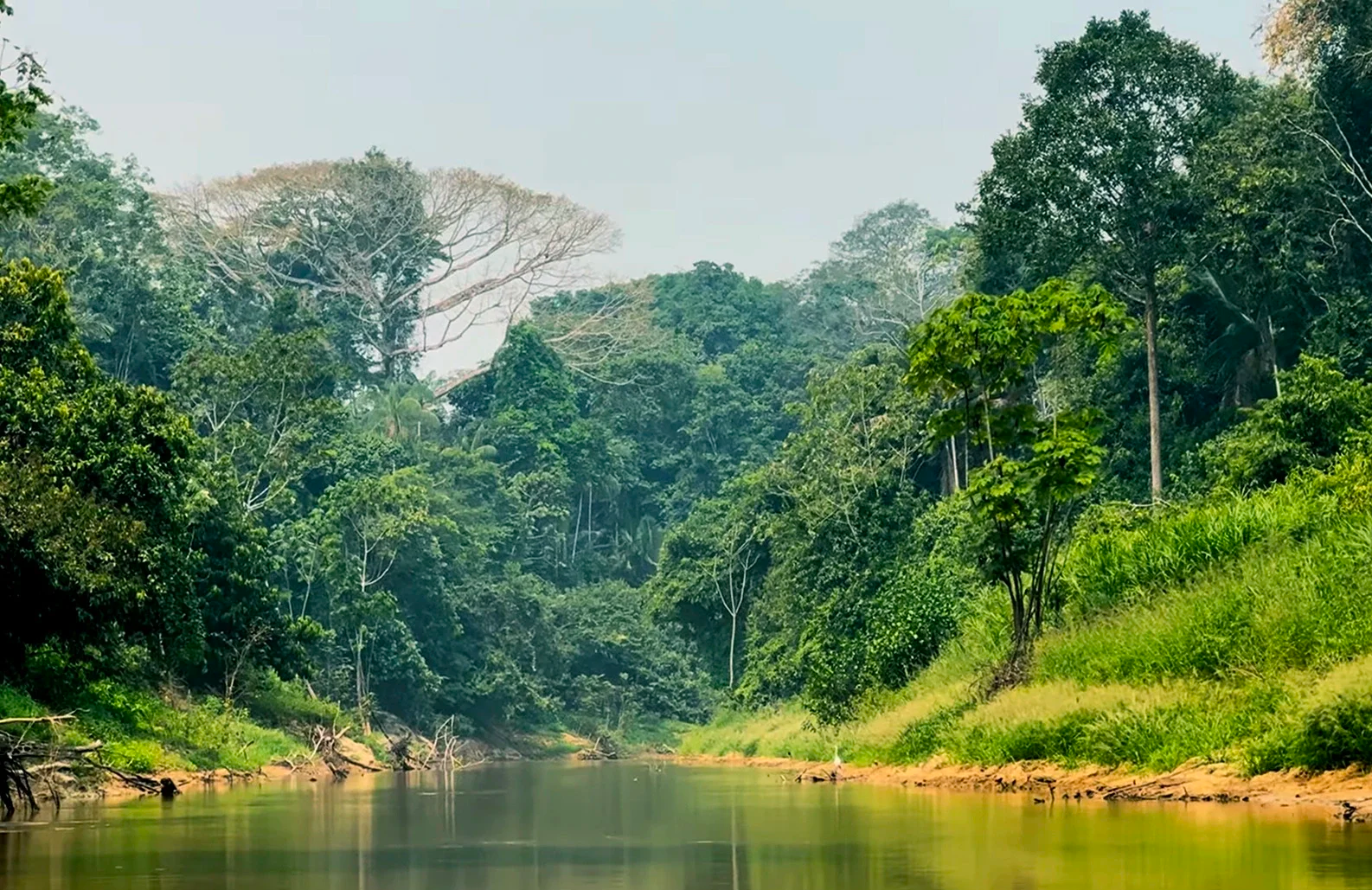 A river flowing through a dense tropical rainforest with tall trees, lush green foliage, and a partly cloudy sky.