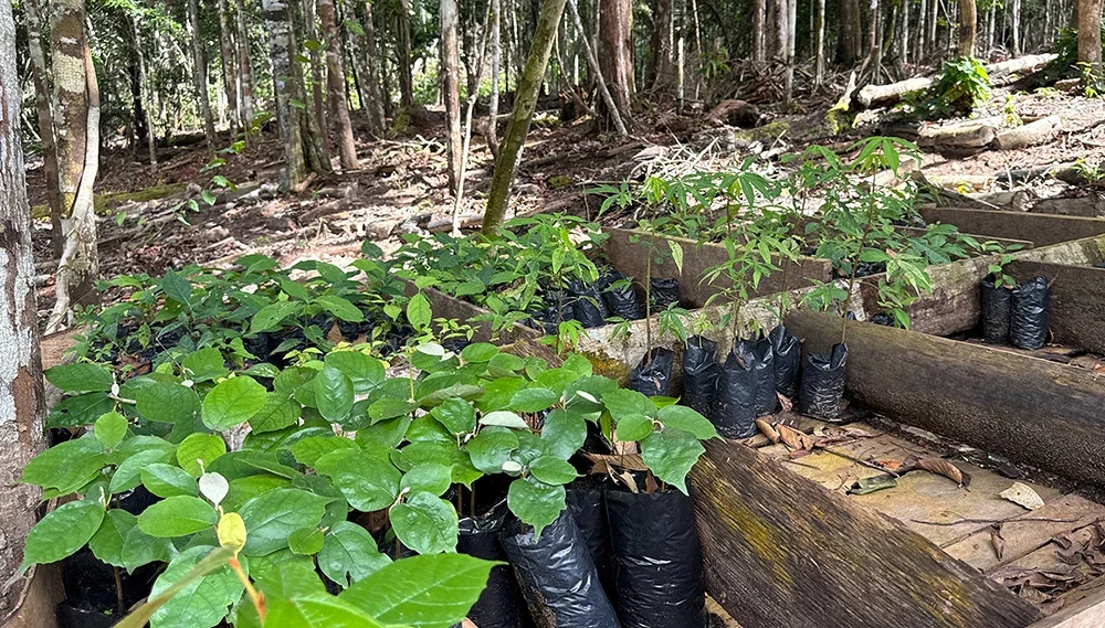 Tree seedlings prepared for planting in the IEUNI agroforestry programme