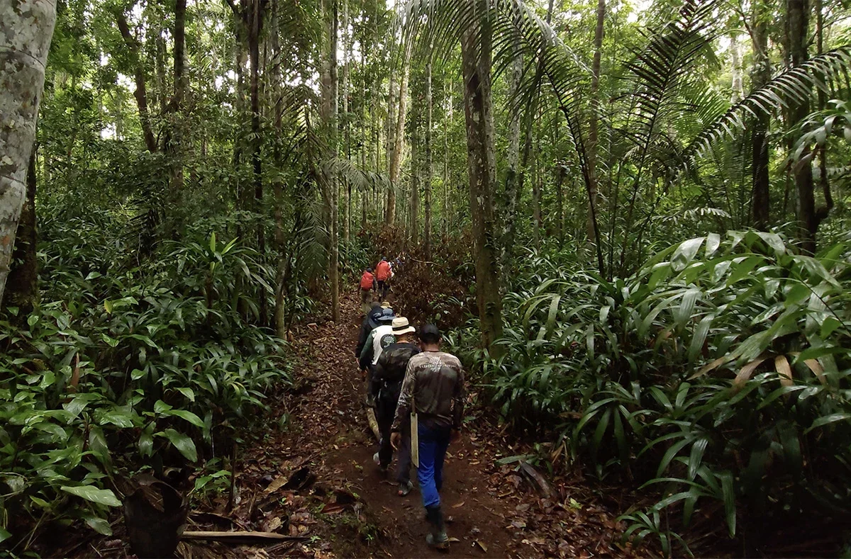 Travellers walking through primary rainforest inside the IEUNI reserve