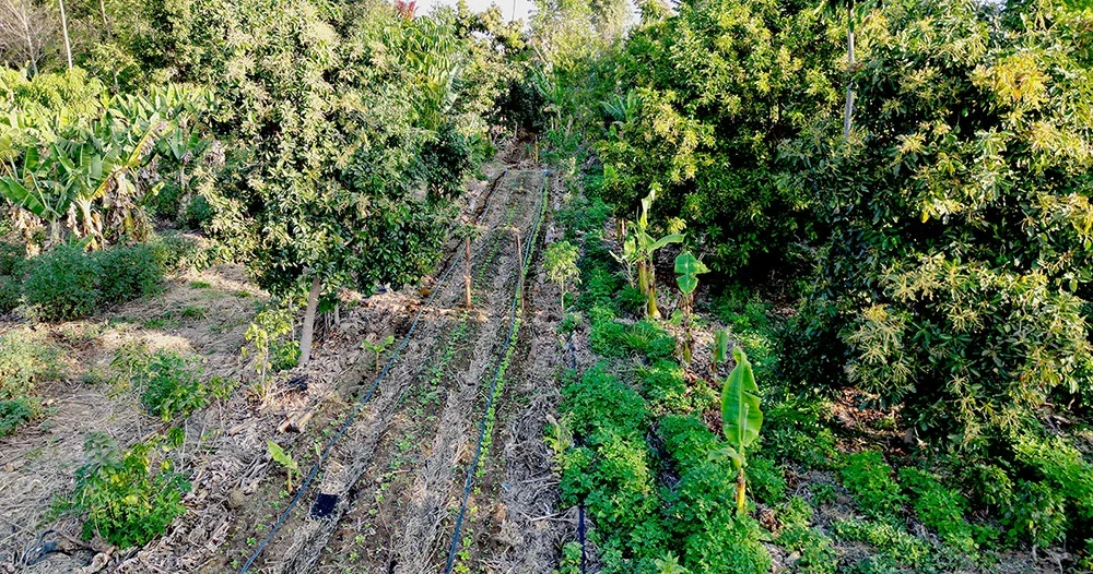 Pilot agroforestry plot demonstrating the transition from conventional farming to long-term forest production