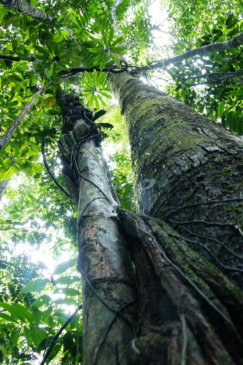 Mature primary rainforest tree within the IEUNI conservation reserve in the Brazilian Amazon