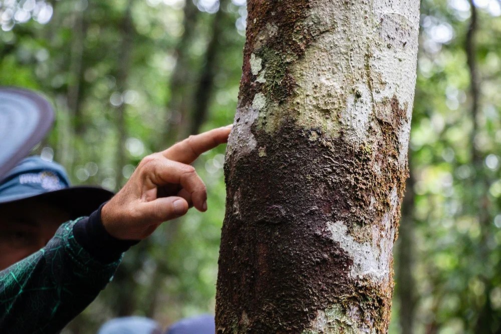 Guide explaining rainforest ecology through native tree species