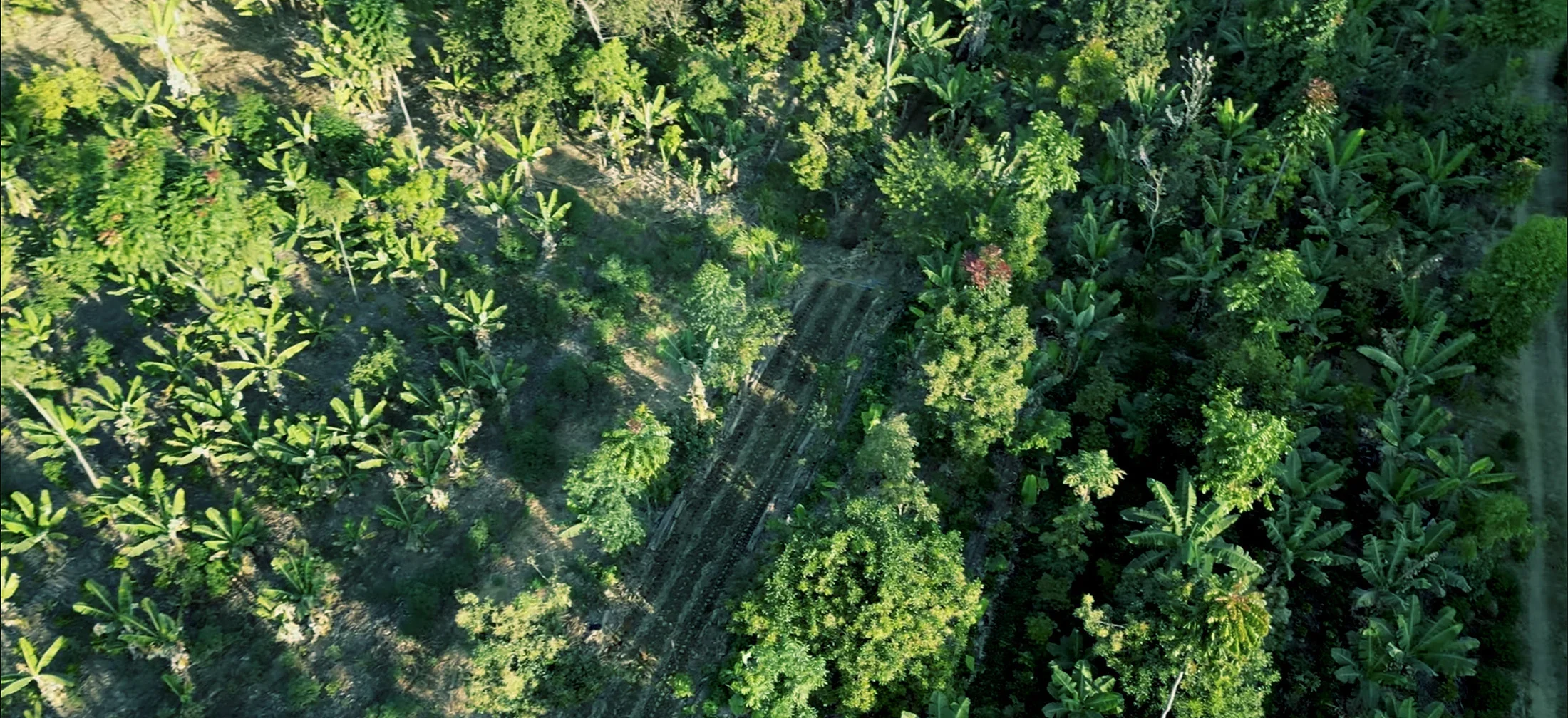 Syntropic agroforestry system combining food crops and trees on former agricultural land in the Brazilian Amazon