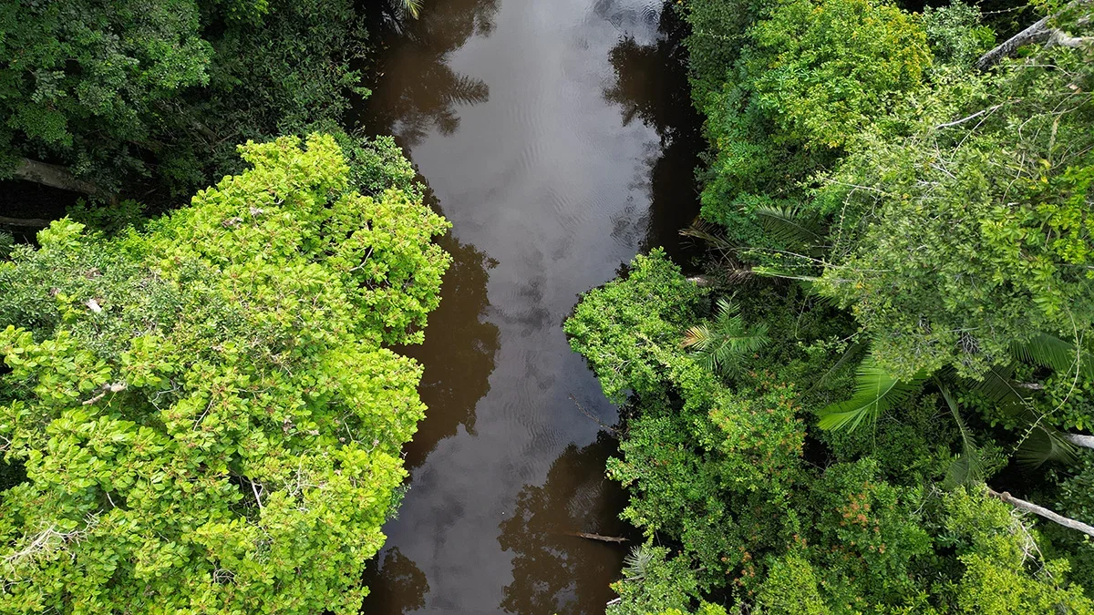 Intact rainforest canopy and blackwater river within the IEUNI reserve in Amazonas
