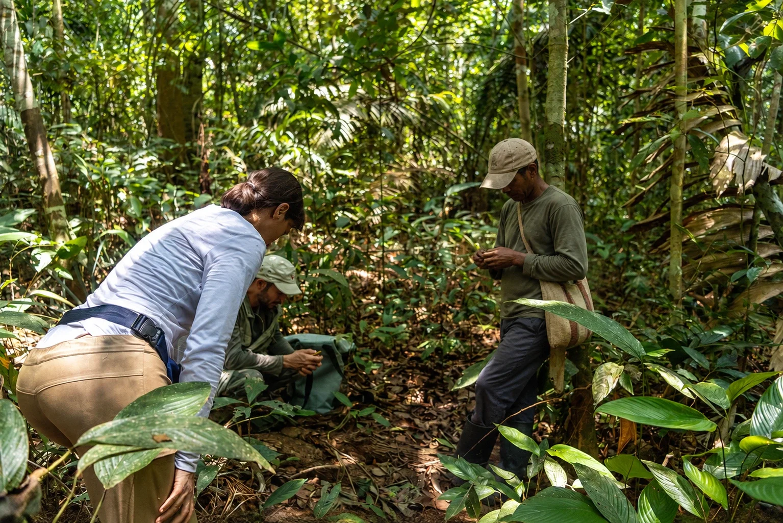 Conservation guide leading travellers through primary rainforest