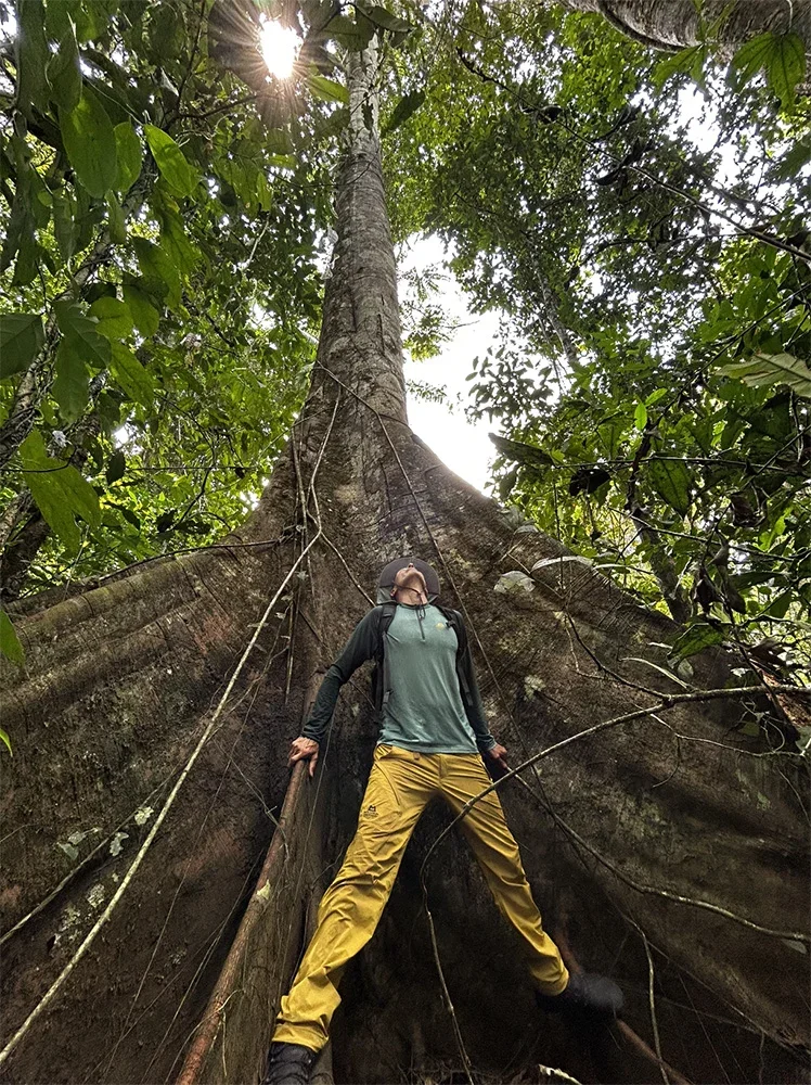 Traveller standing beside a giant Samaúma tree in the Amazon rainforest
