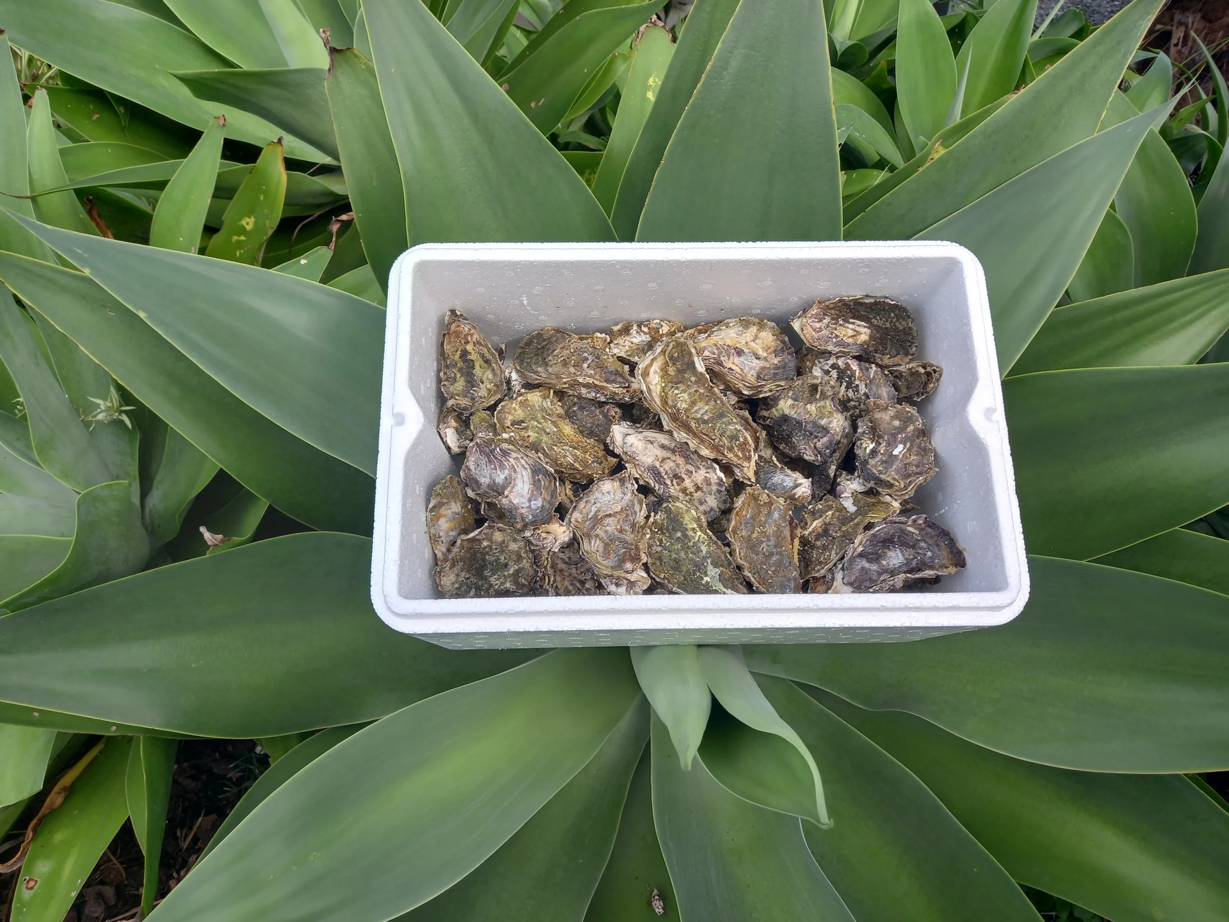 Oysters For Sale
