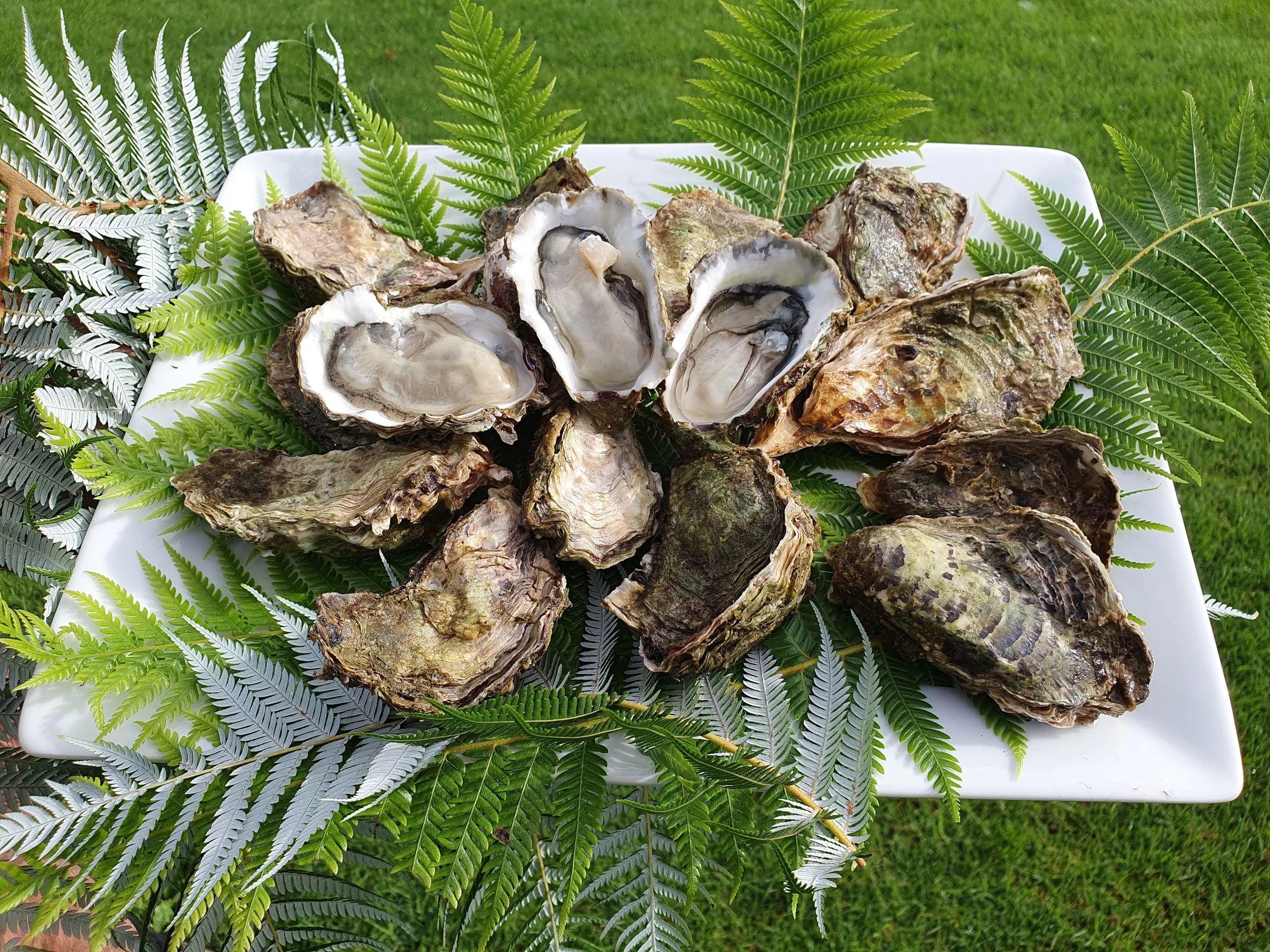Oysters For Sale