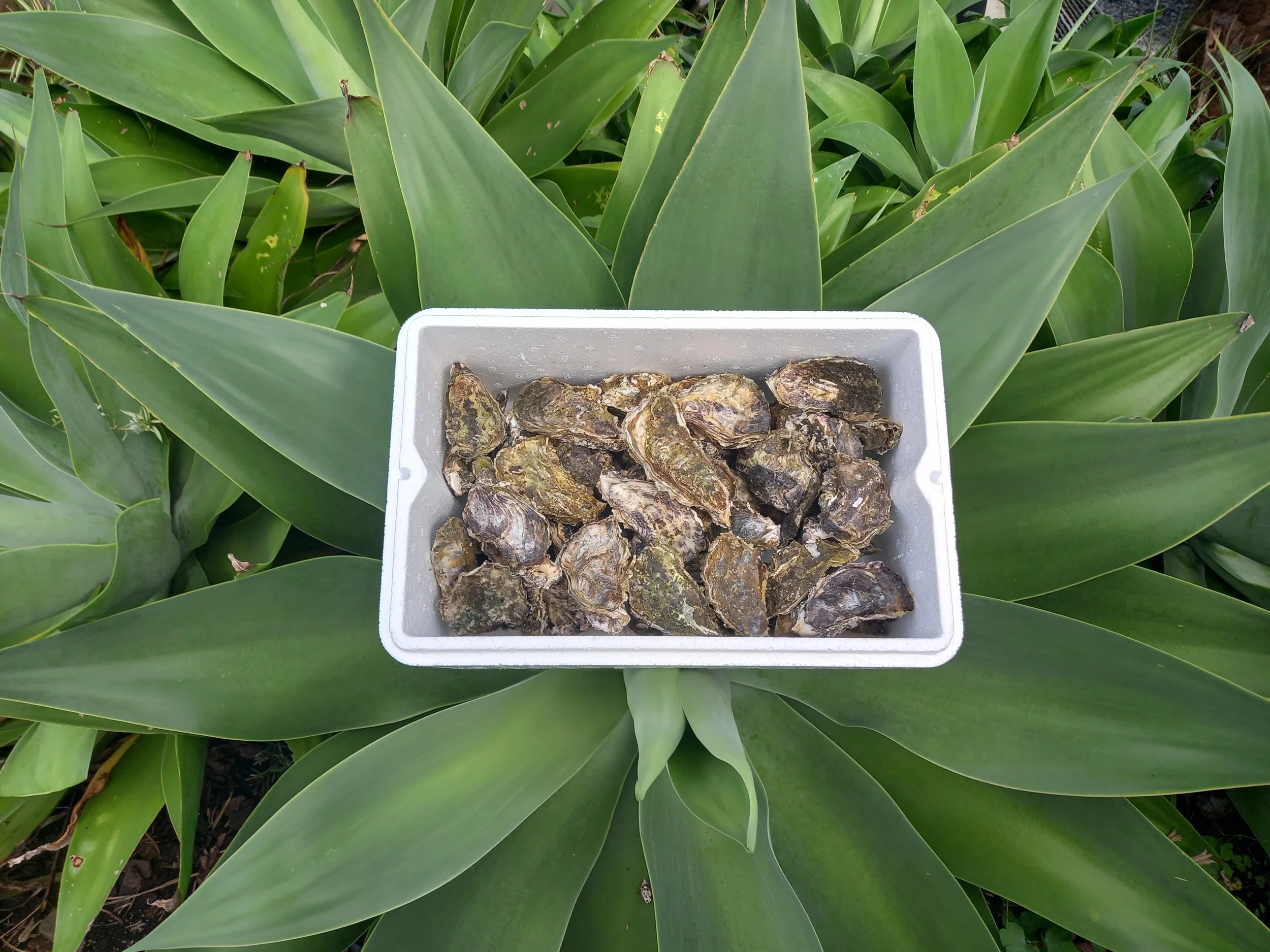 Oysters For Sale