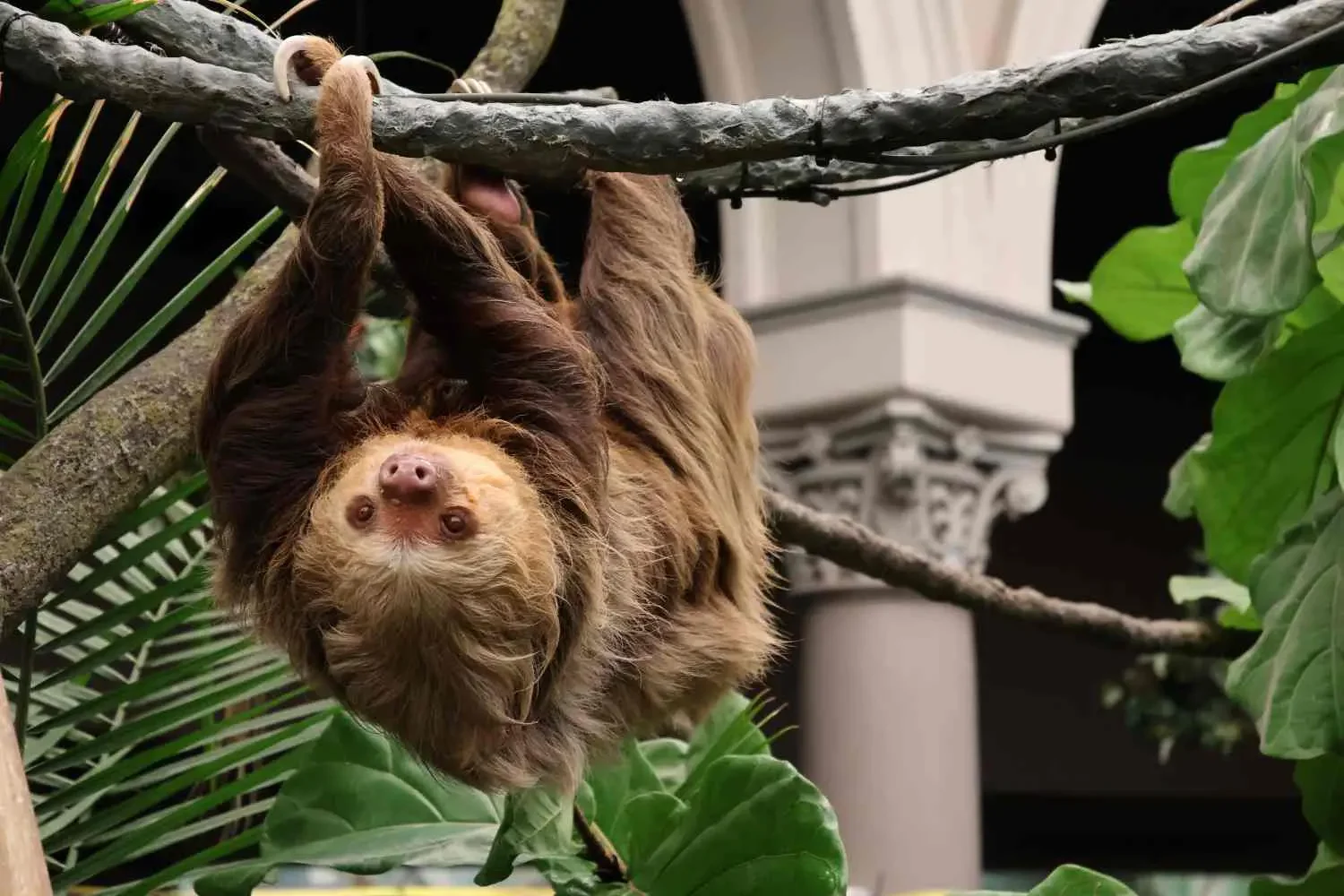 Sloth hanging upside down from a tree branch surrounded by green tropical leaves.