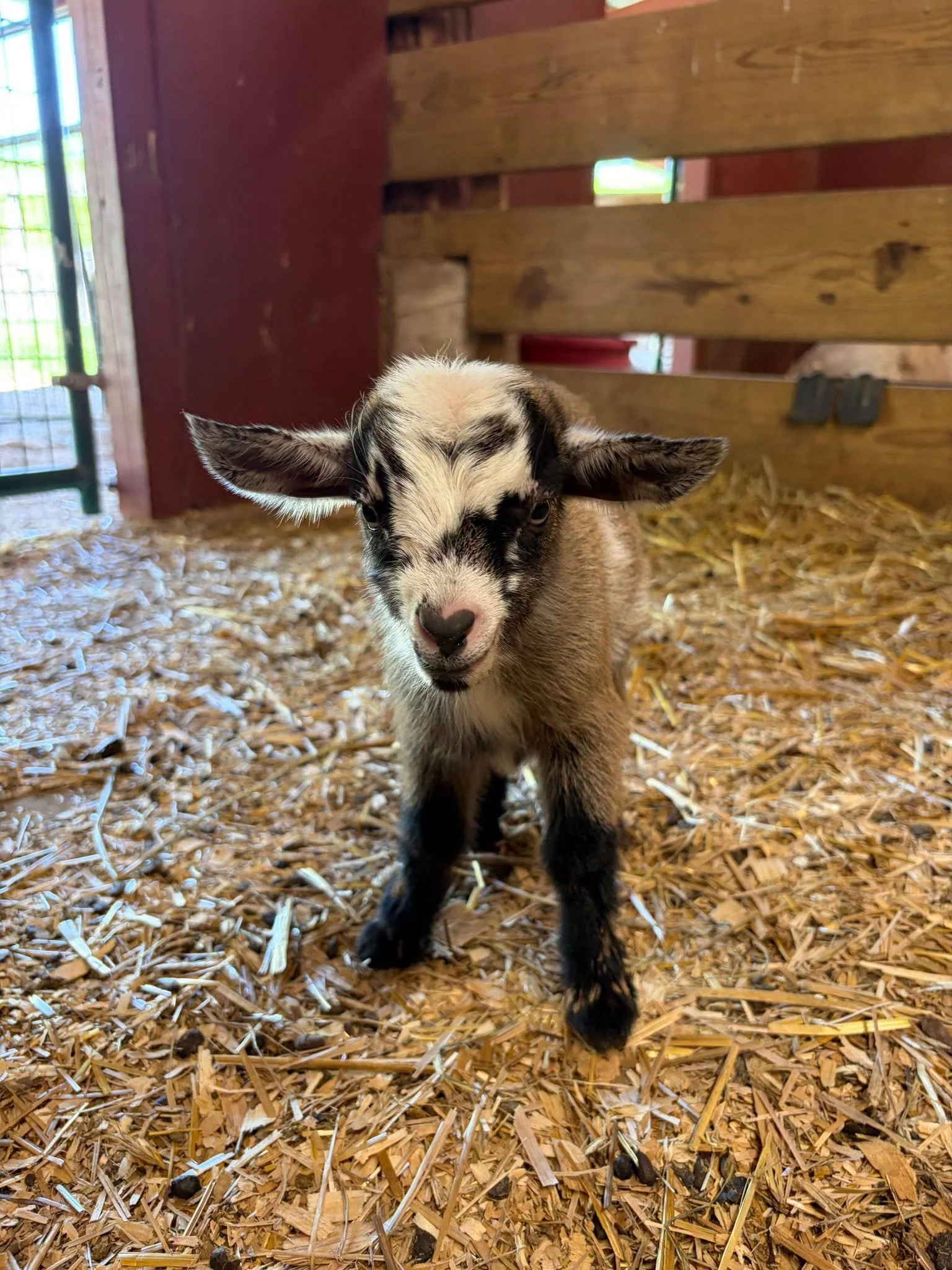 Young goat standing on straw bedding inside a barn with wooden walls and a red door.