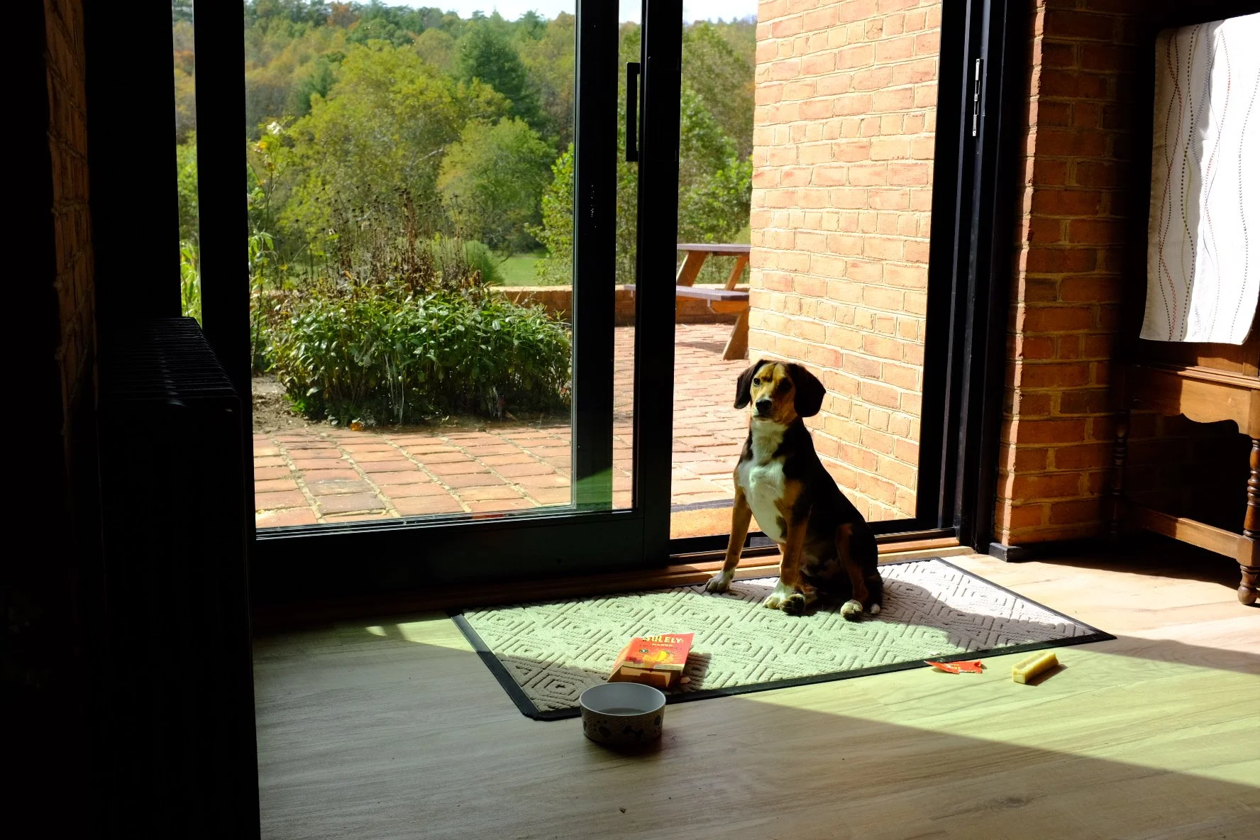 A dog sitting inside by a sliding glass door looking outside to a garden and trees.
