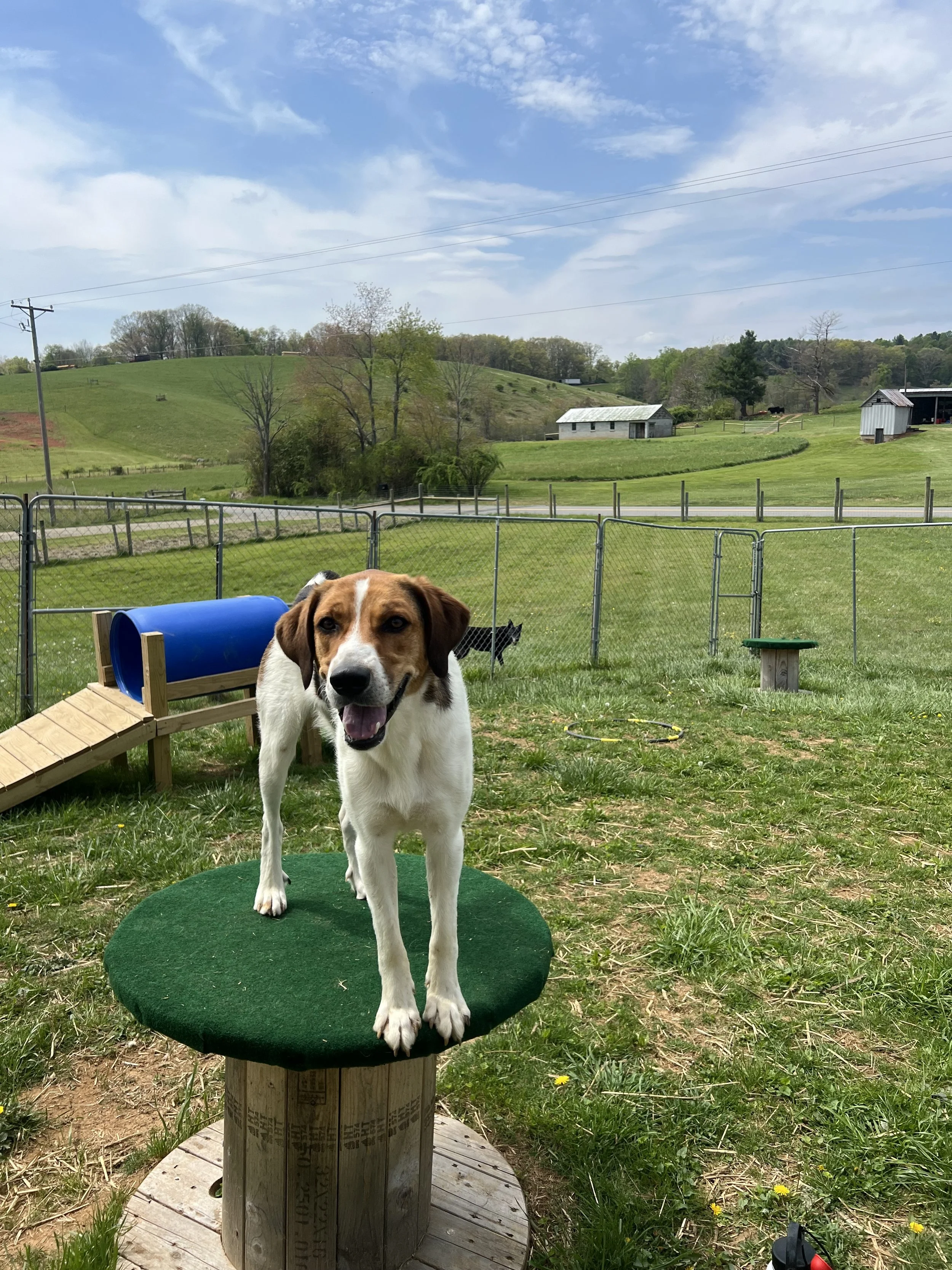 A dog standing on a green circular platform outdoors in a rural setting with green fields, trees, small buildings, and a partly cloudy sky in the background.