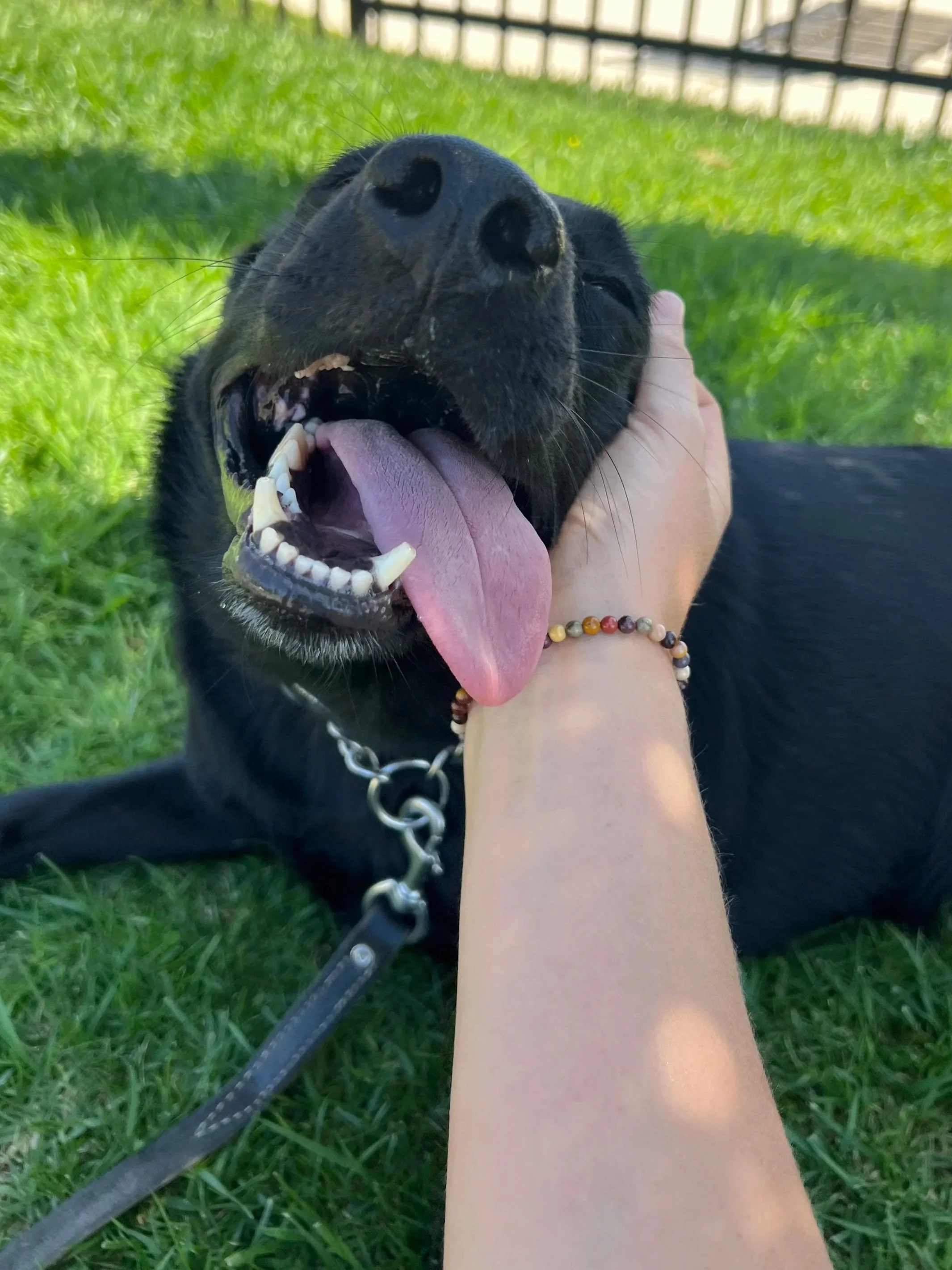 Close-up of a black dog with its mouth open and tongue out, being petted on the neck by a person wearing a beaded bracelet, lying on green grass with a fence in the background.