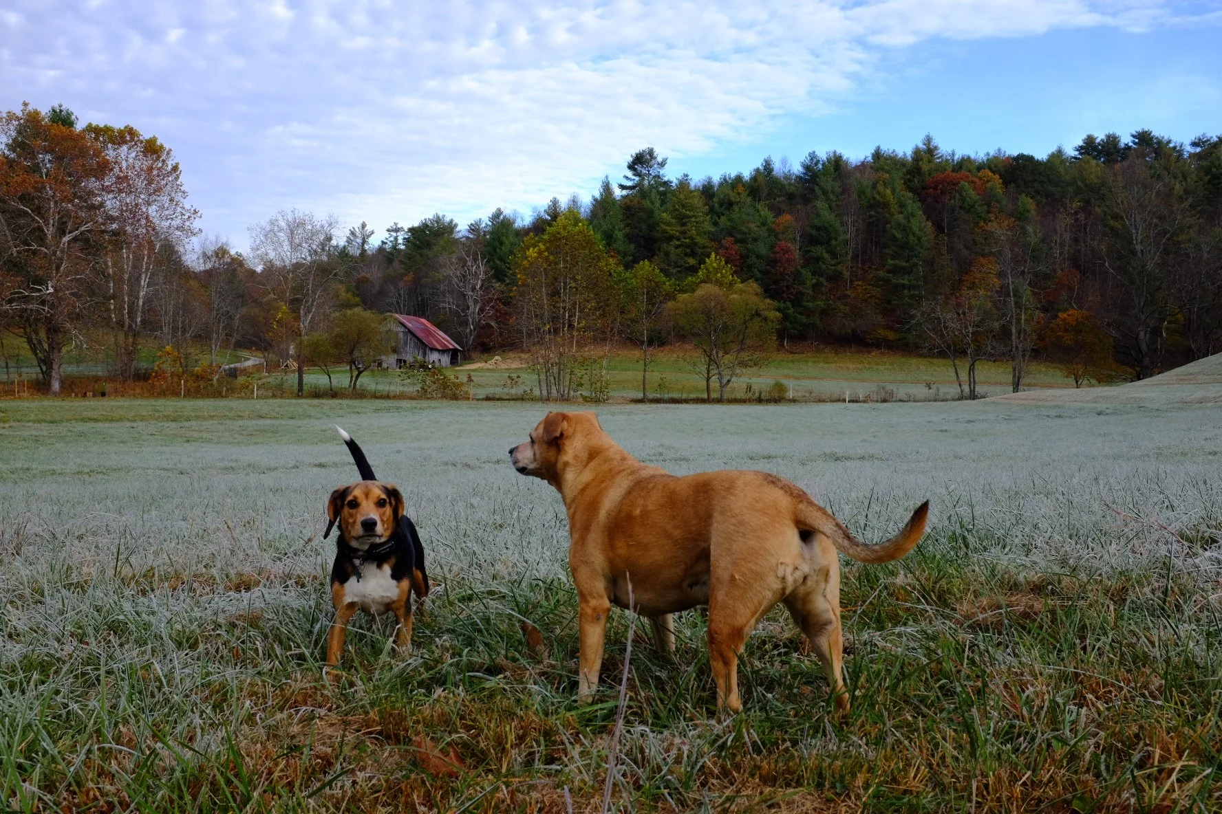 Two dogs standing on frosty grass in a rural landscape with trees and a barn in the background.