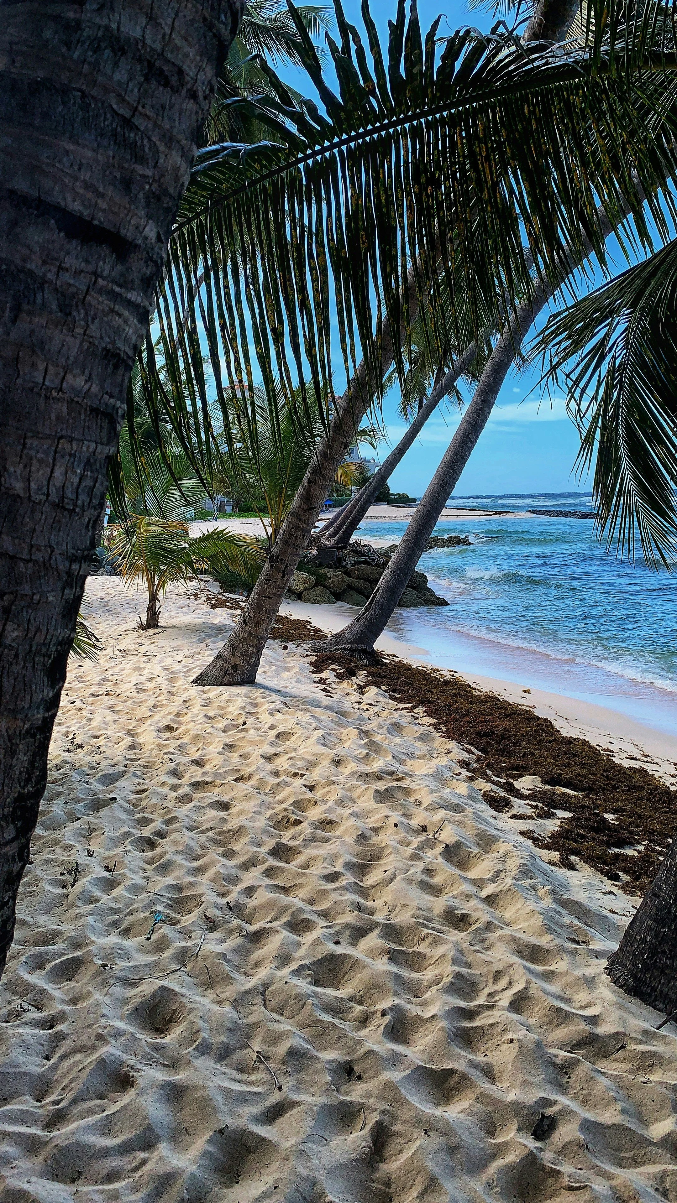 white sand beach Barbados Caribbean Sea palm trees West Indies blue sky beach holiday