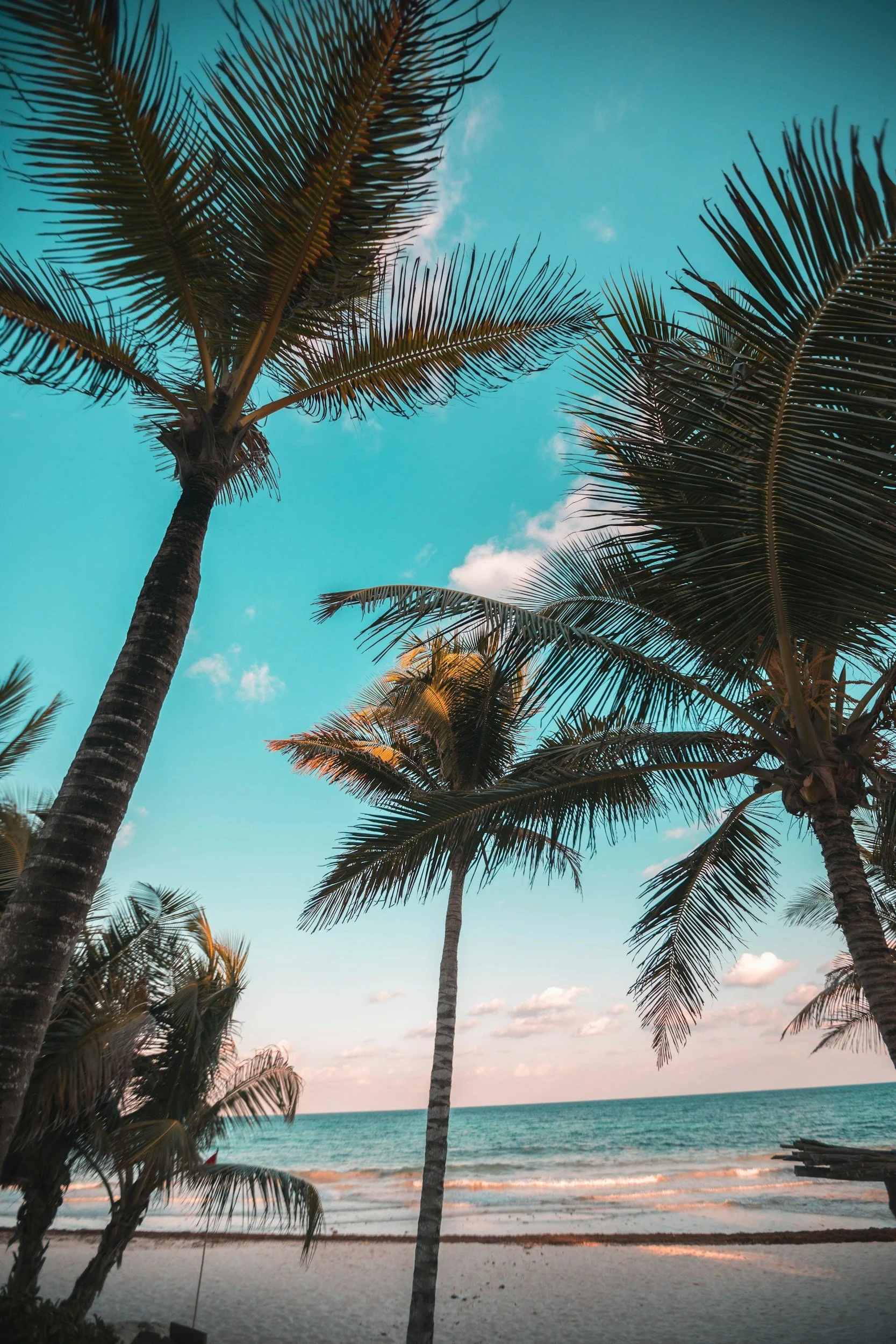A beach scene with tall palm trees silhouetted against a turquoise sky, with the ocean and sandy shore in the background.