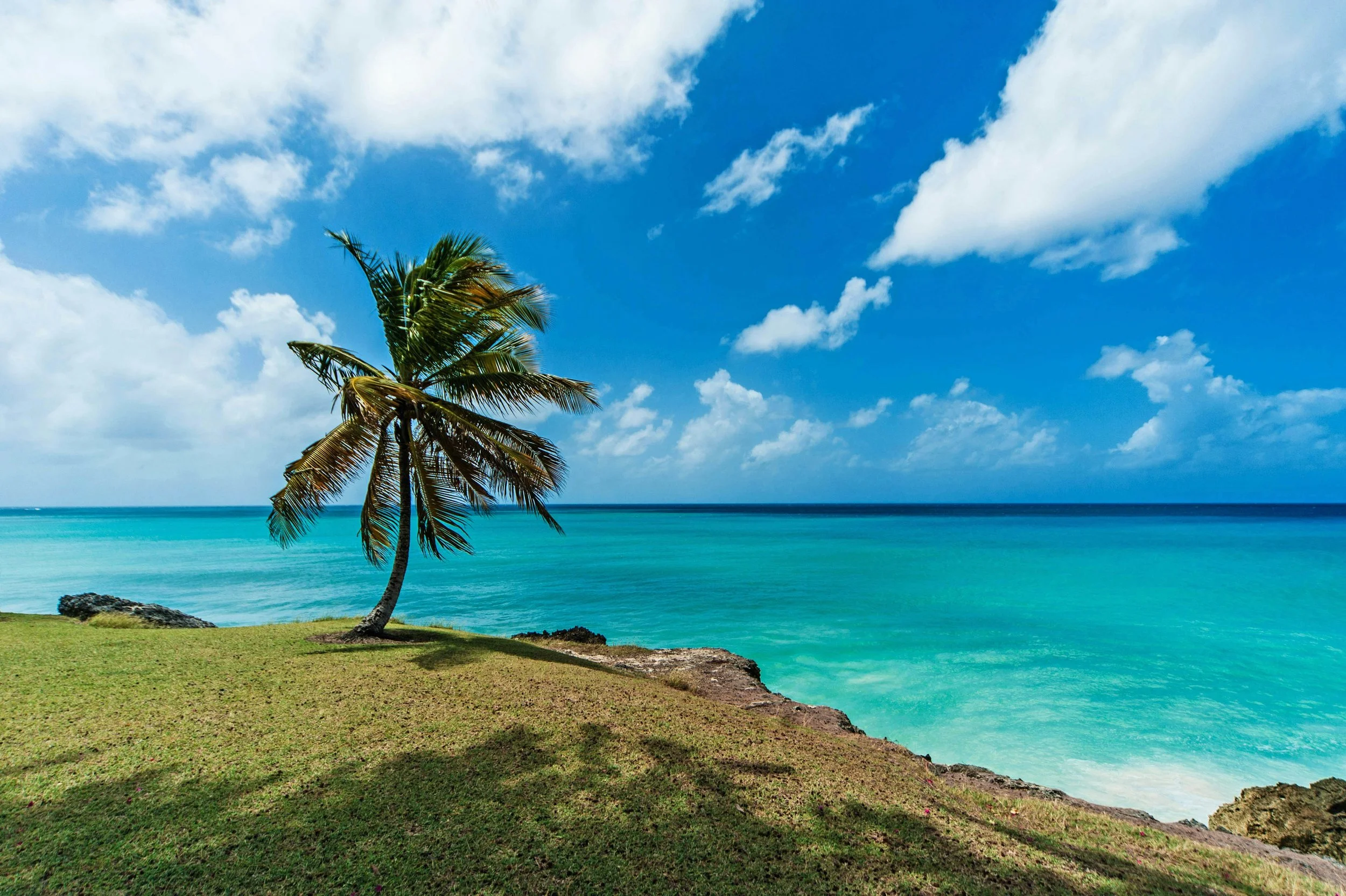 caribbean Barbados beach palm tree green grass blue sky West Indies