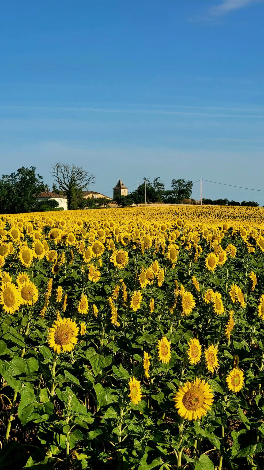 tournesols 2.jpeg