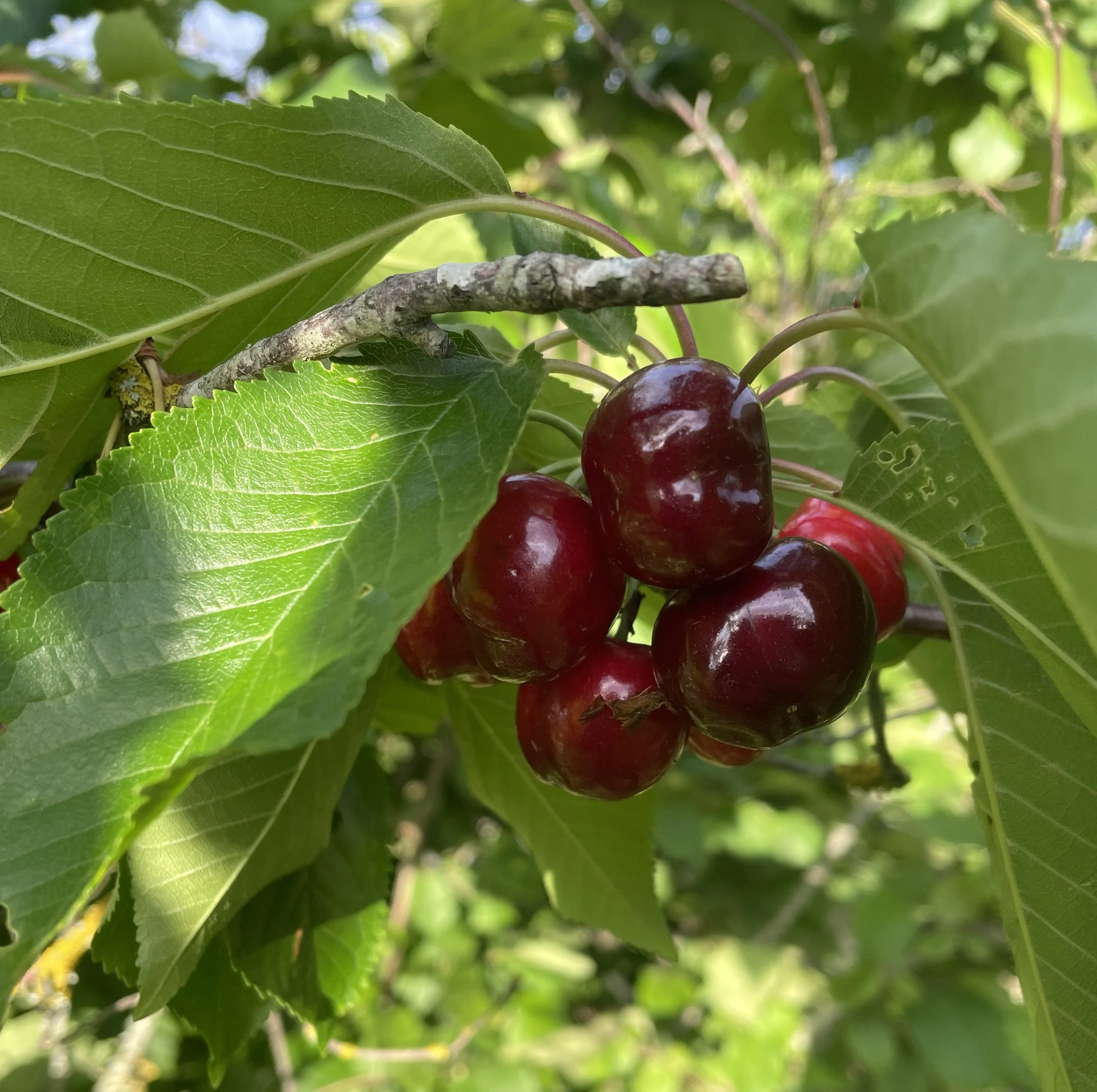 Cerises 1.jpg