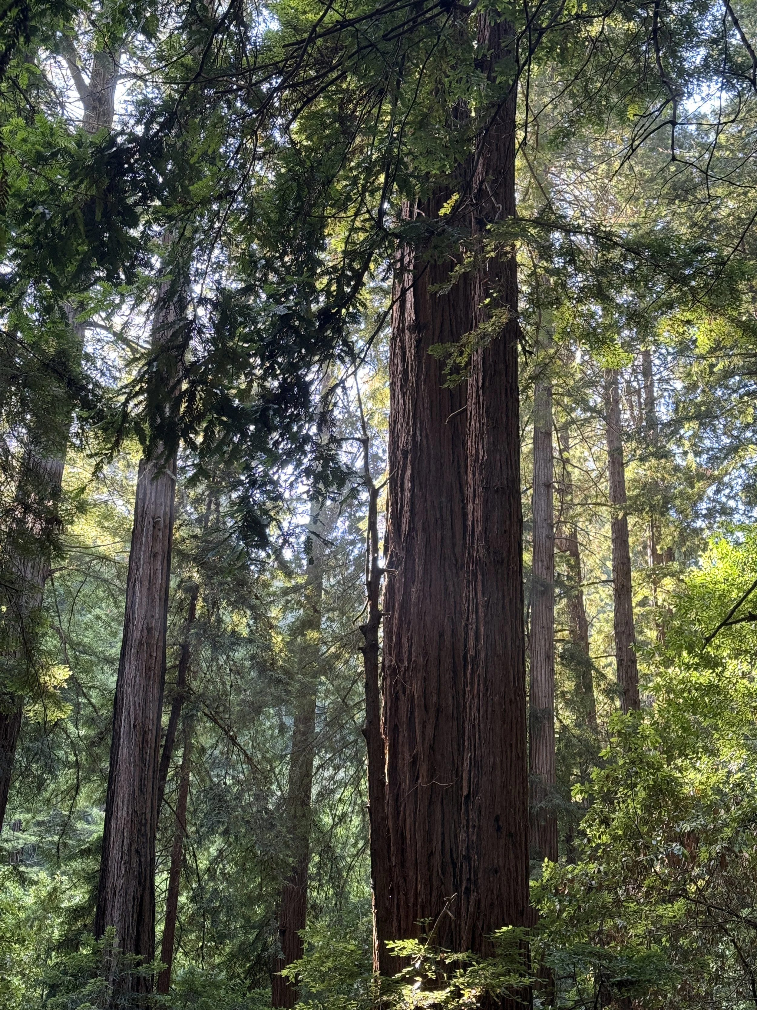 Tall redwood trees with thick trunks and green foliage in a dense forest.