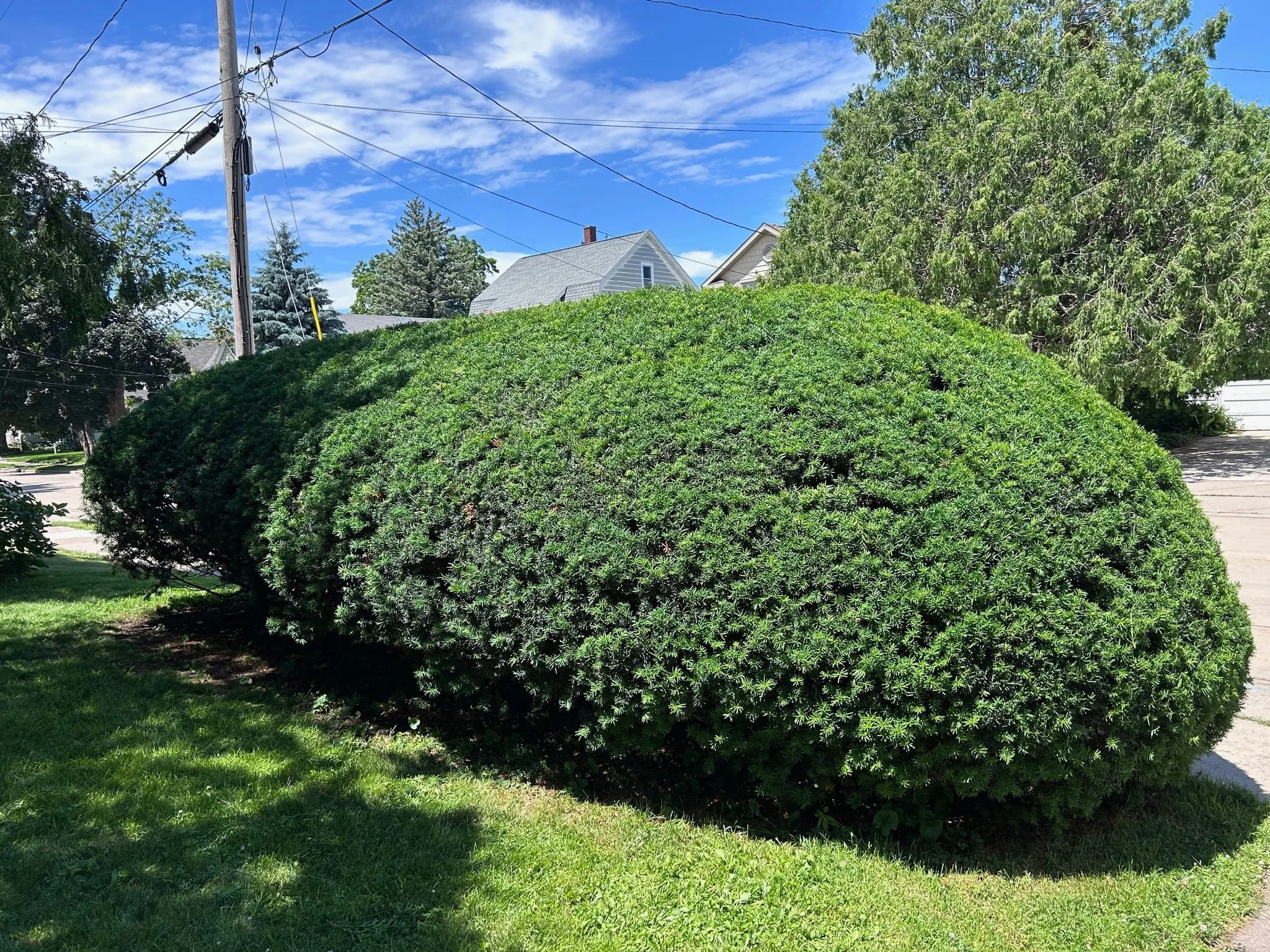 A large, well-trimmed green shrub in front of a sidewalk, with tall trees, houses, and a utility pole with power lines under a partly cloudy blue sky.
