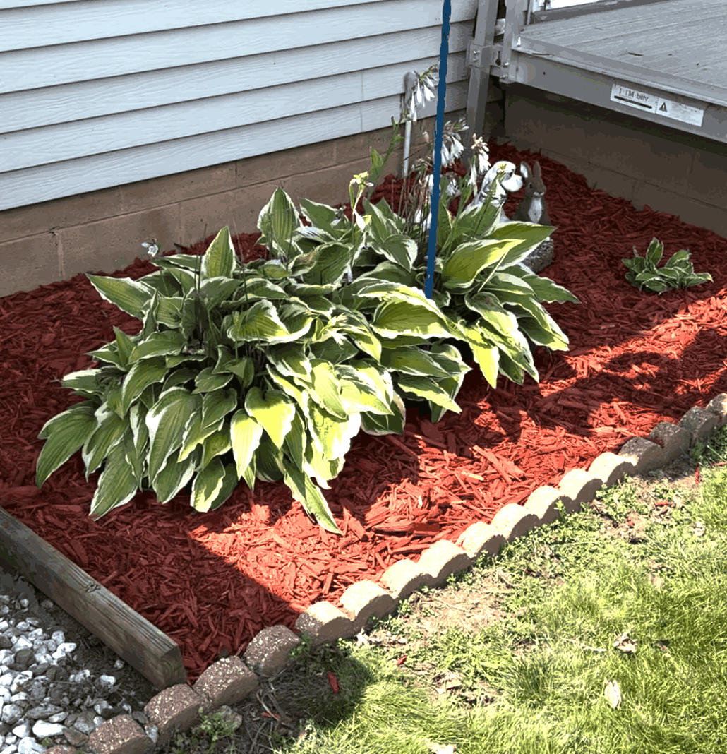 A garden bed with large variegated hosta plants, fresh red mulch, weeded beds, and a small decorative rabbit figure near a house with siding and a wooden deck.