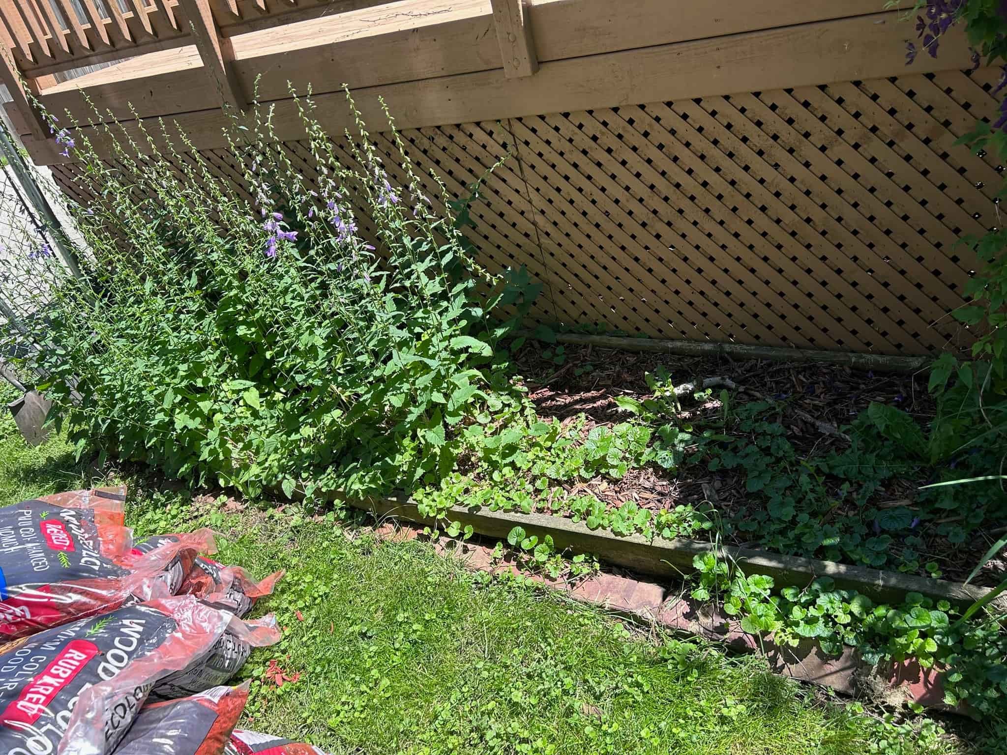 A backyard garden scene with green plants and purple flowers, a wooden lattice fence, and packs of gardening soil or mulch in the foreground.