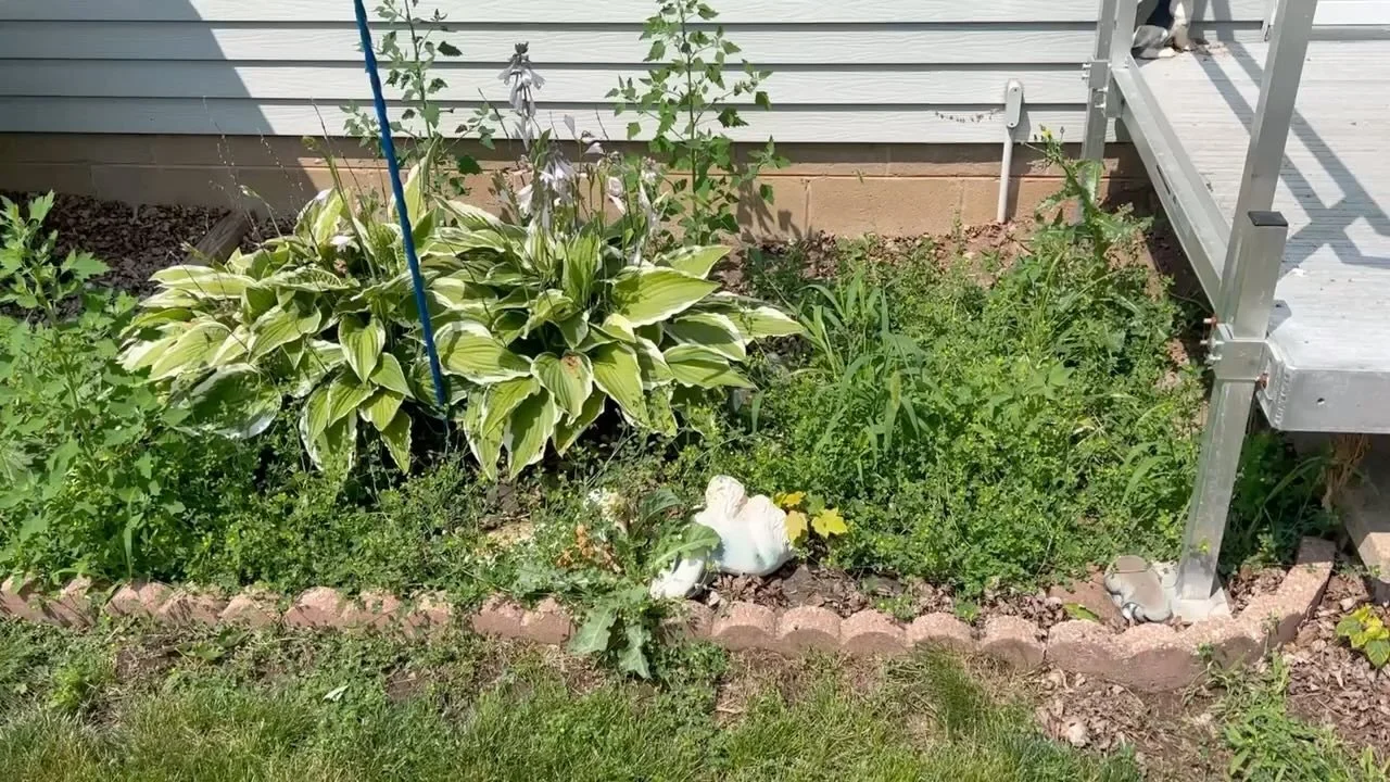 A garden bed with green leafy plants and a large variegated hosta, next to a house with horizontal siding and a small wooden deck.