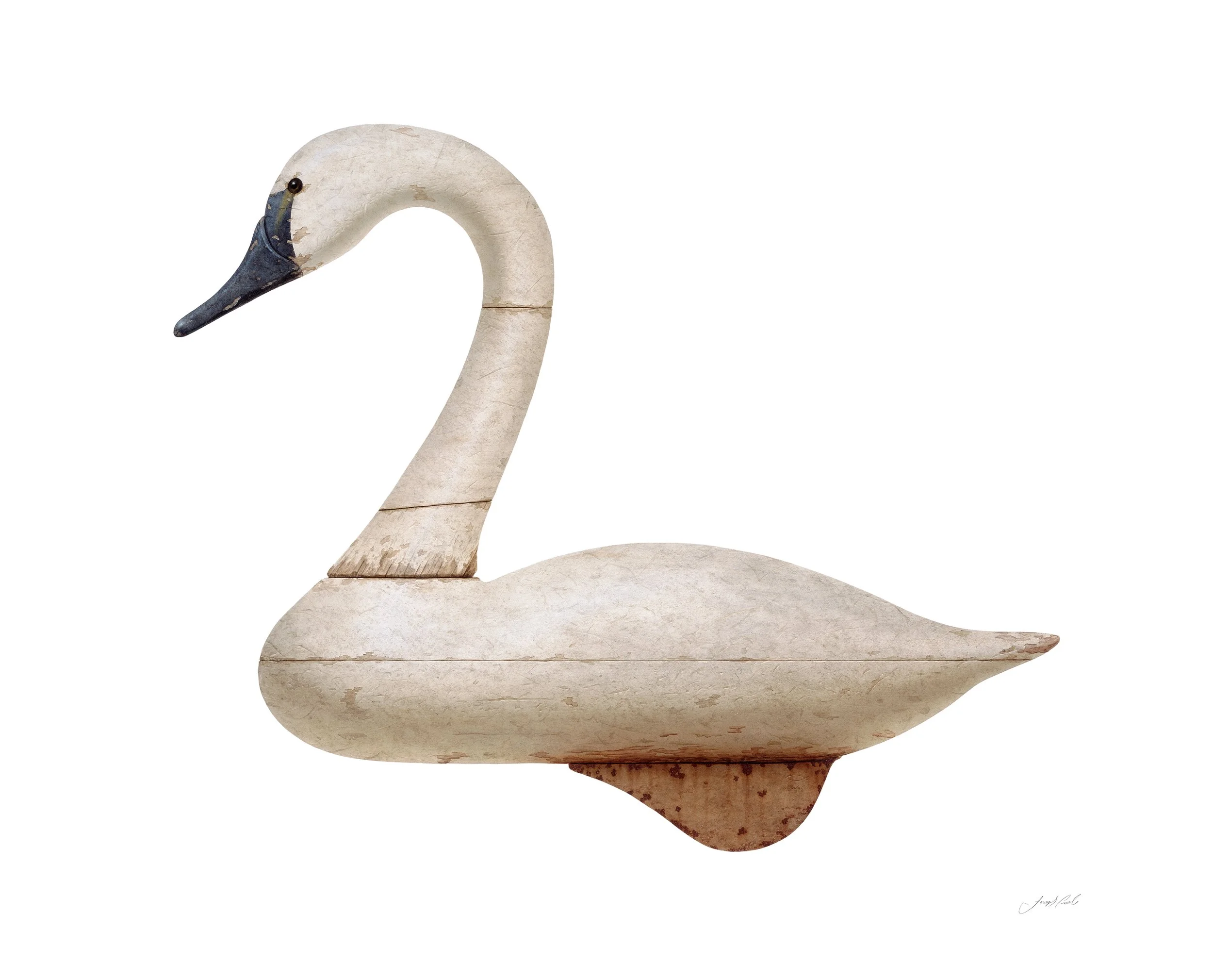 Swan