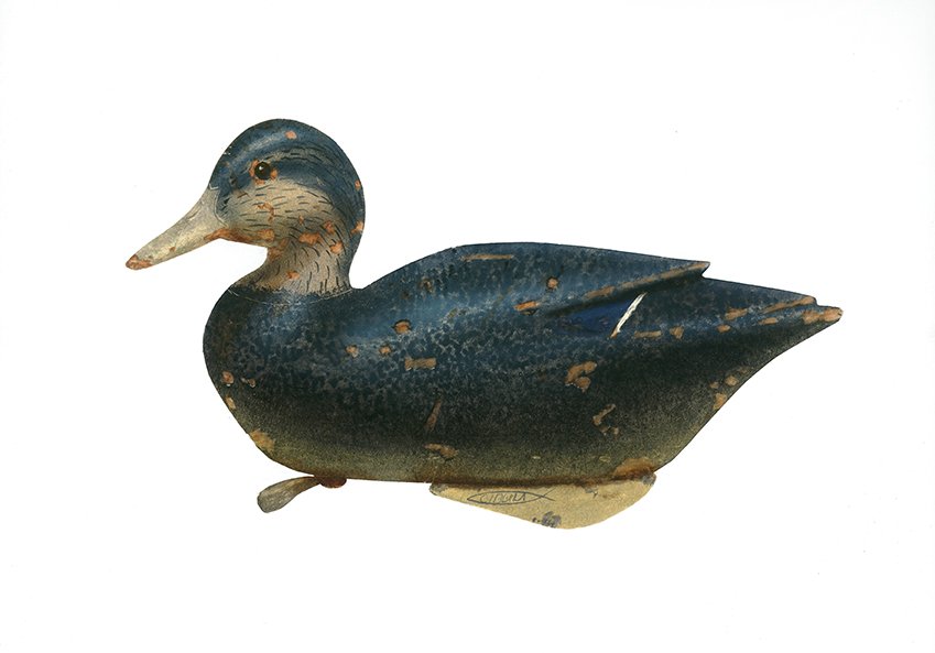 Duck