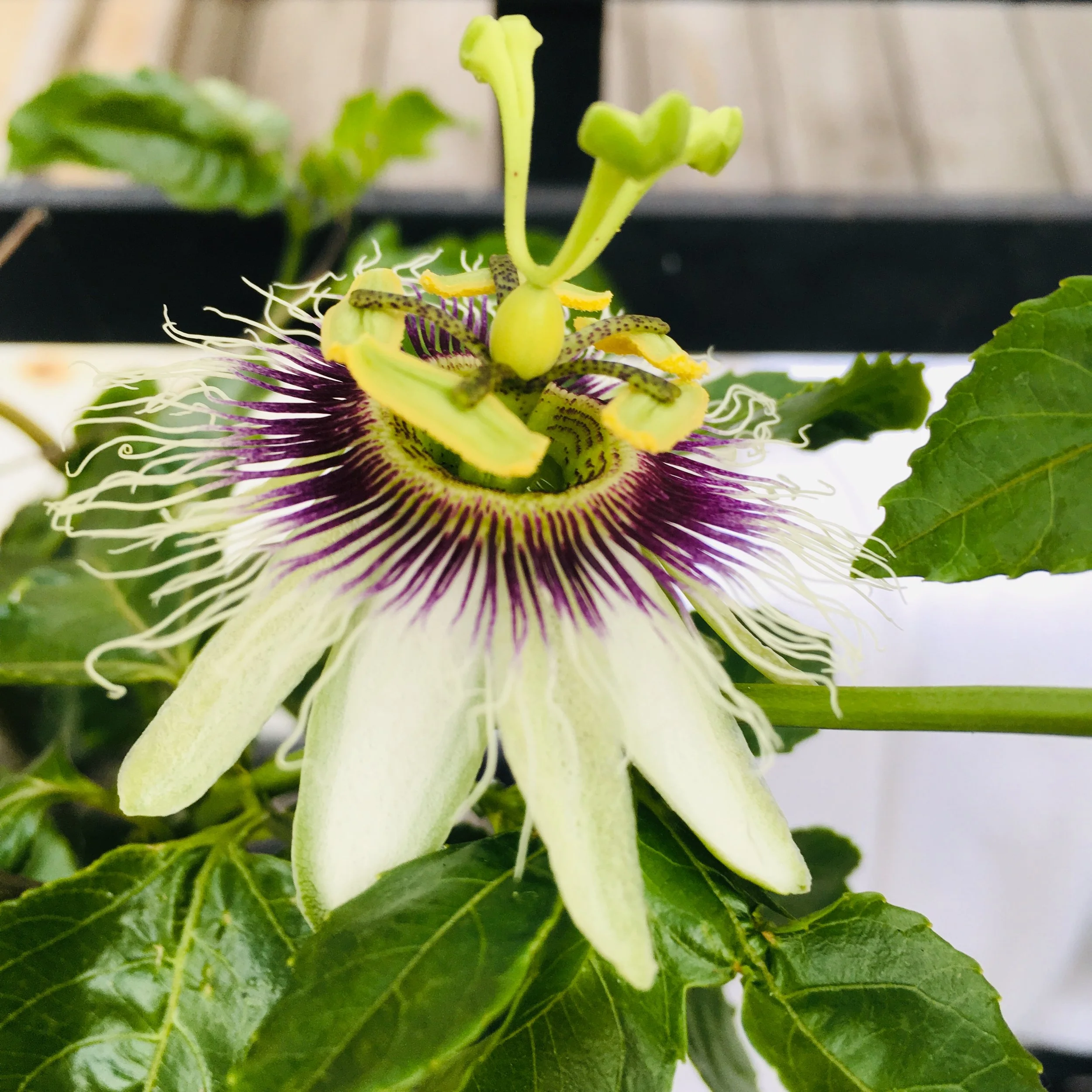 Botanical Medicine