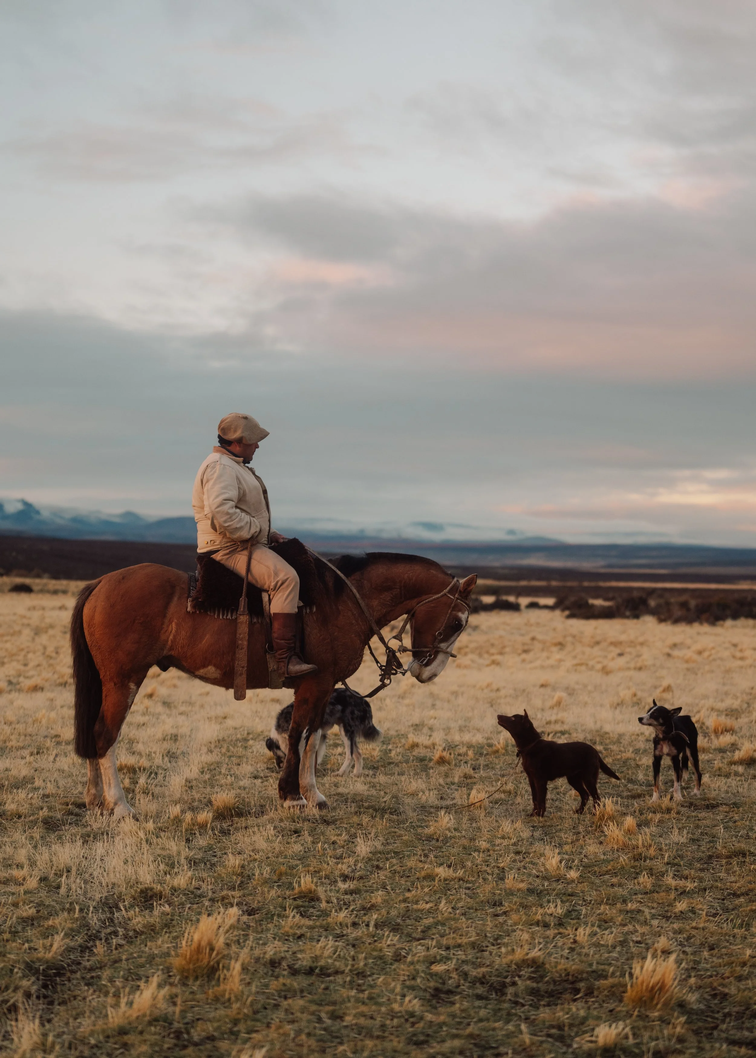DOG WITH HORSE (1 of 1).jpg