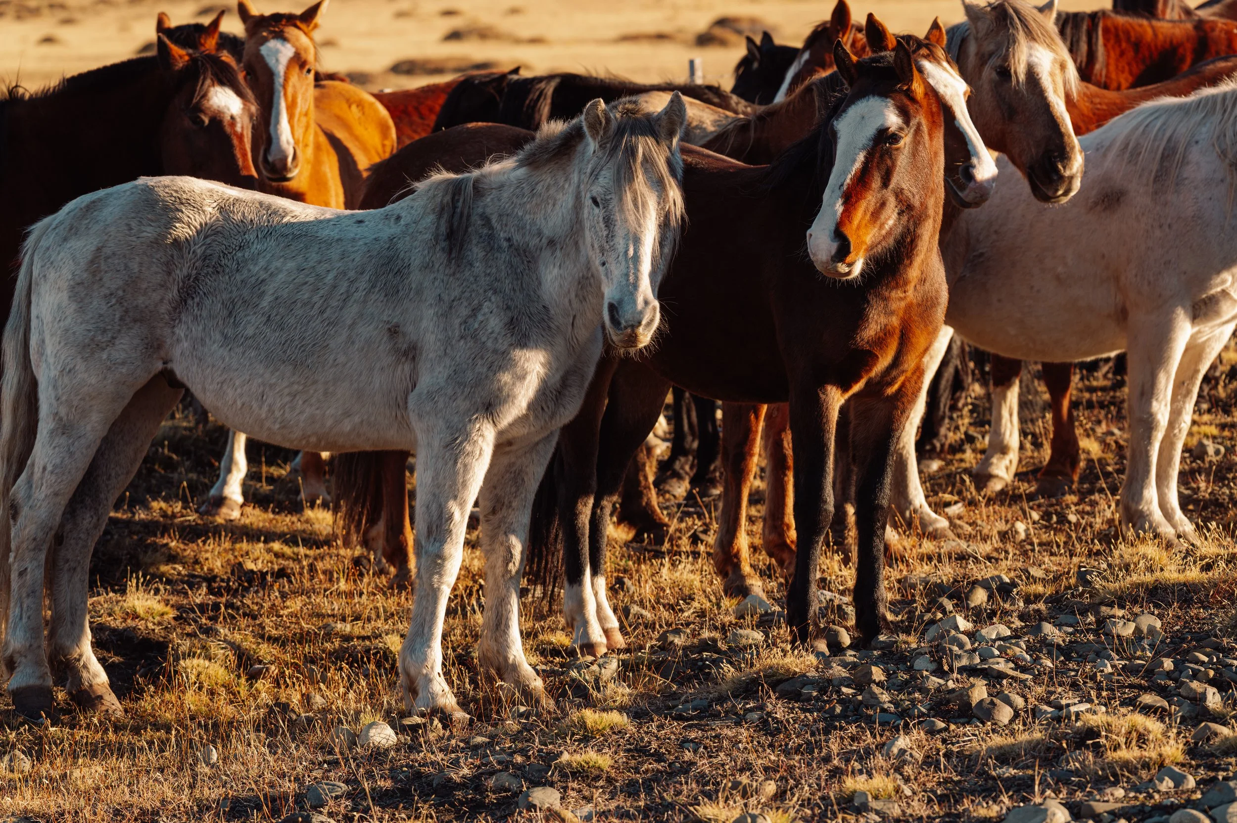 HORSES (1 of 1).jpg