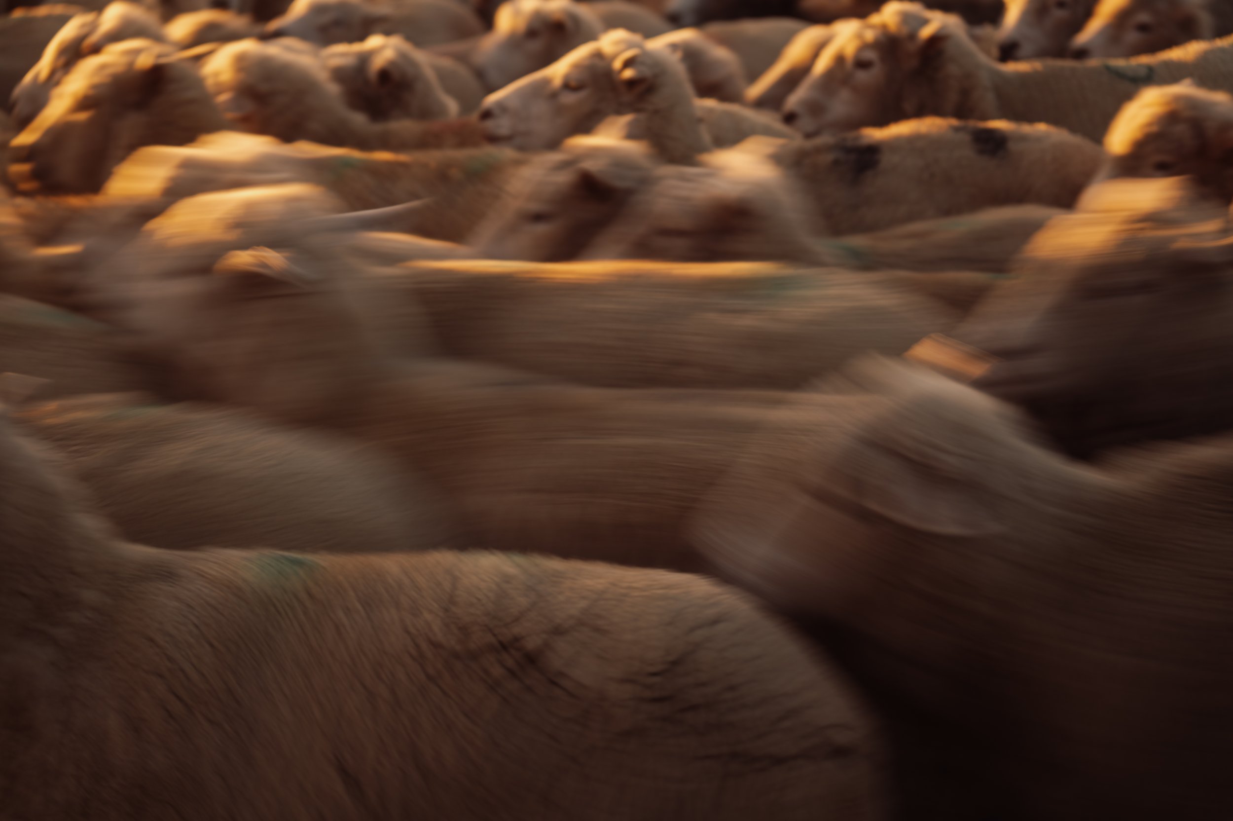 SHEEP MOTION (1 of 1).jpg