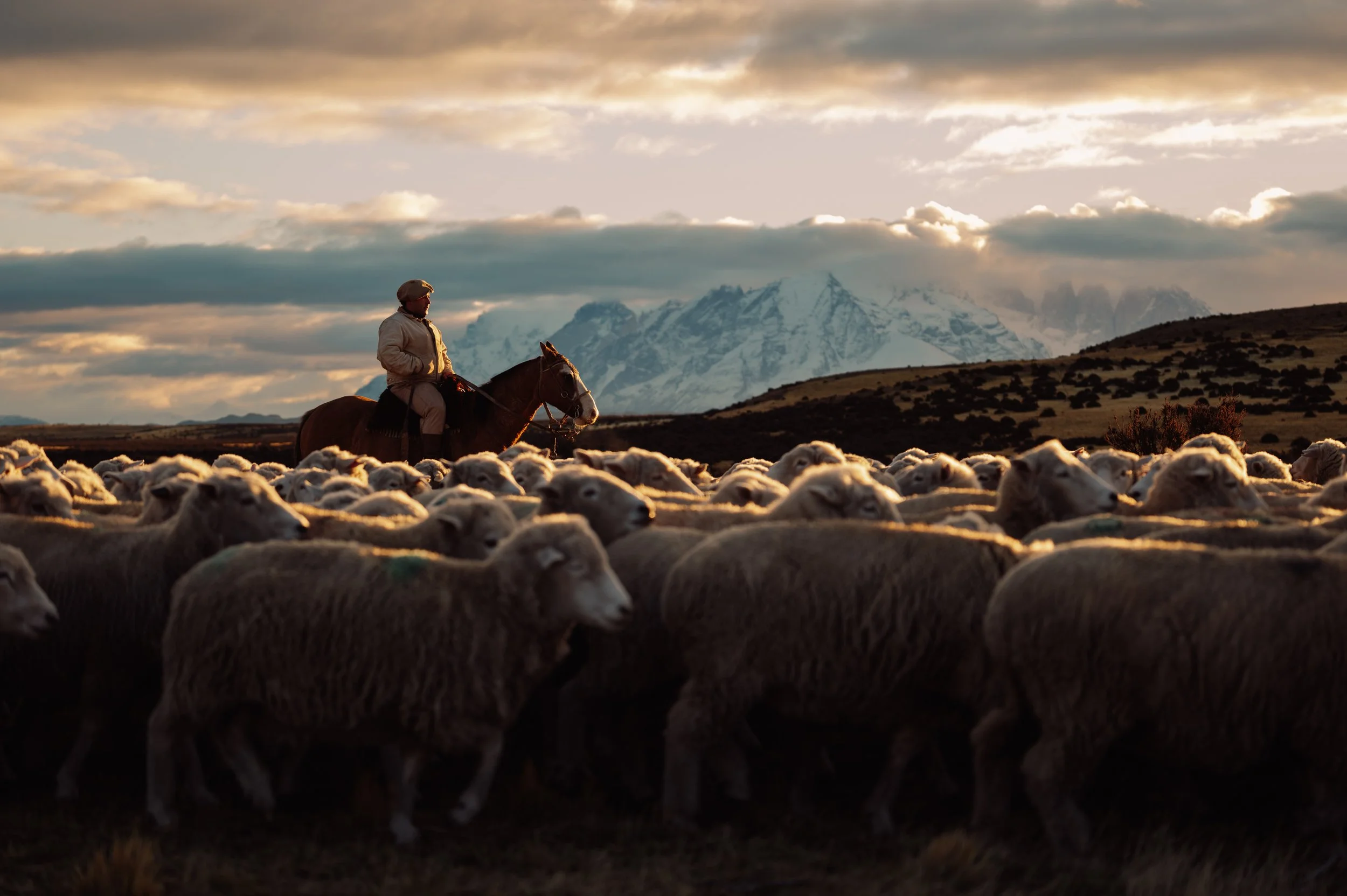 SHEEP ROUNDUP (1 of 1).jpg
