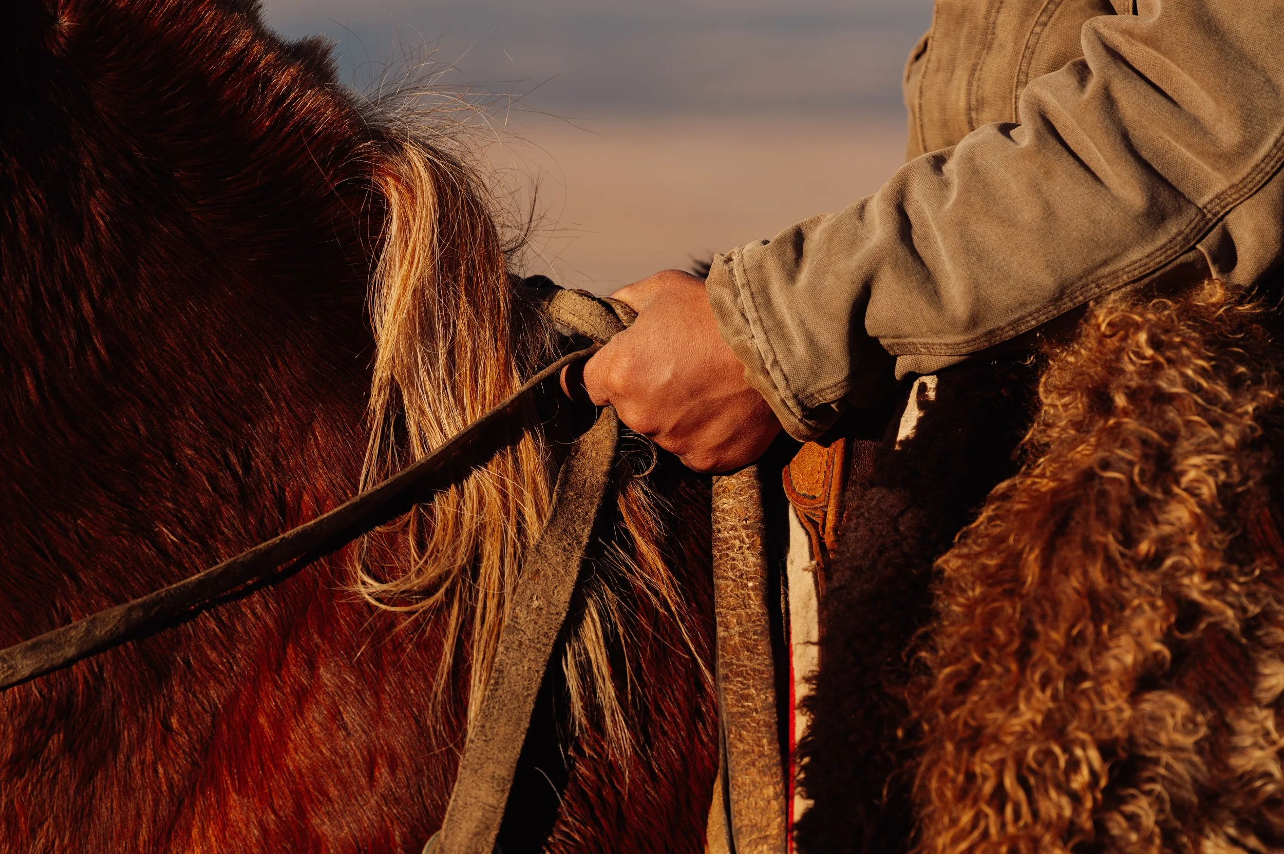 TIGHT OF HAND ON REINS (1 of 1).jpg