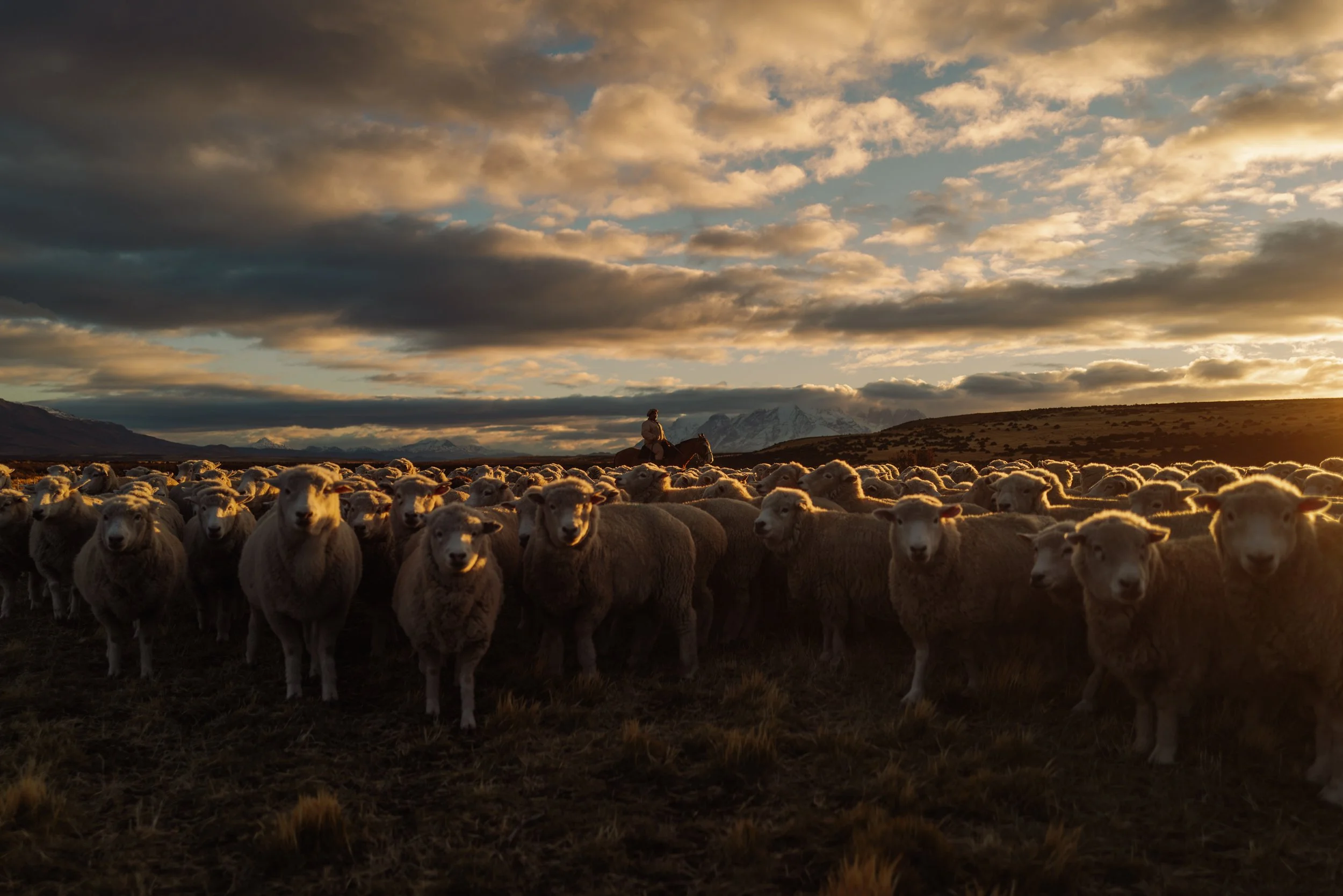 SHEEP ROUNDUP HERO (1 of 1).jpg
