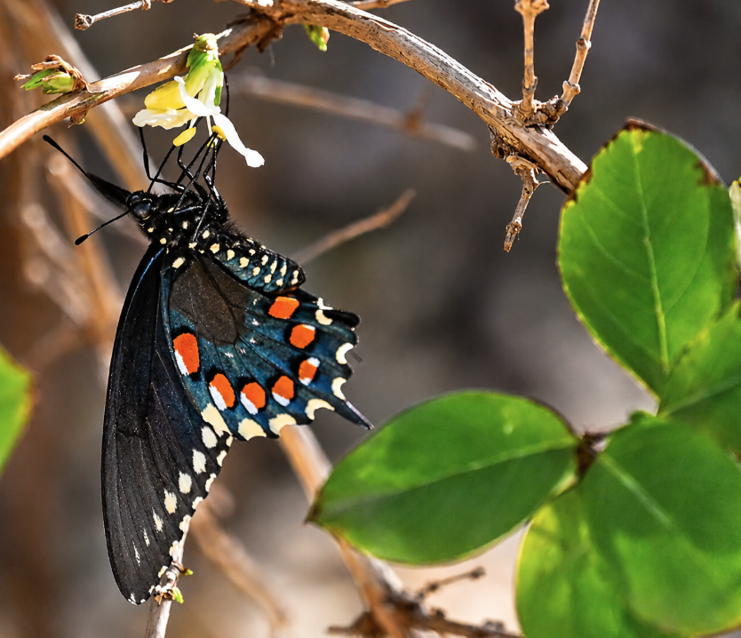 Butterfly.png