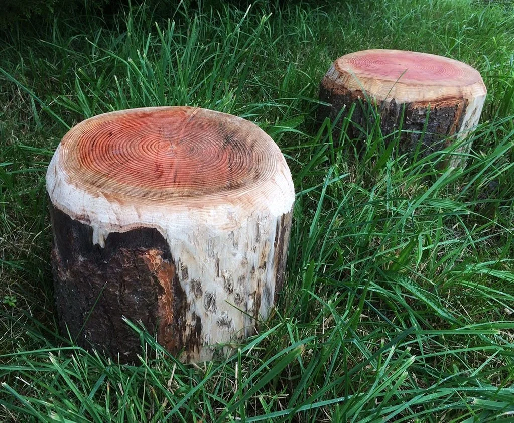 Two tree stumps surrounded by green grass