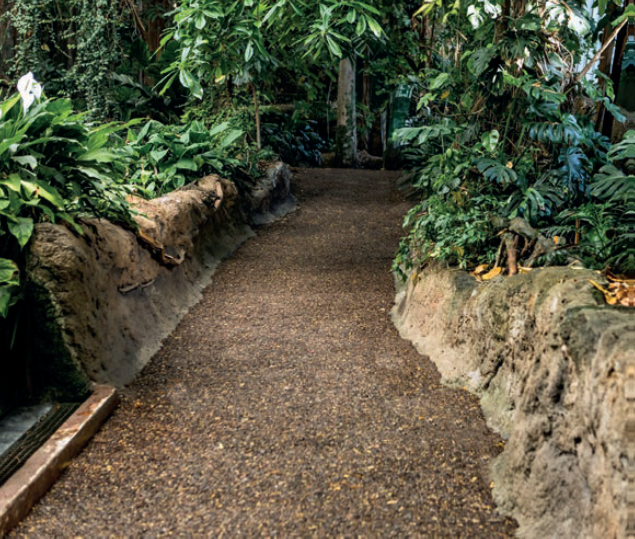 A gravel walking path through a lush, green indoor botanical garden with dense foliage on both sides.