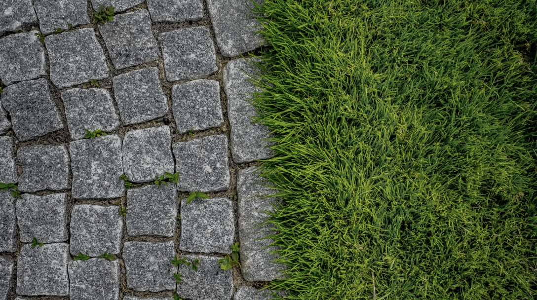 Cobblestone pavement with green grass growing between the stones and on the edge.