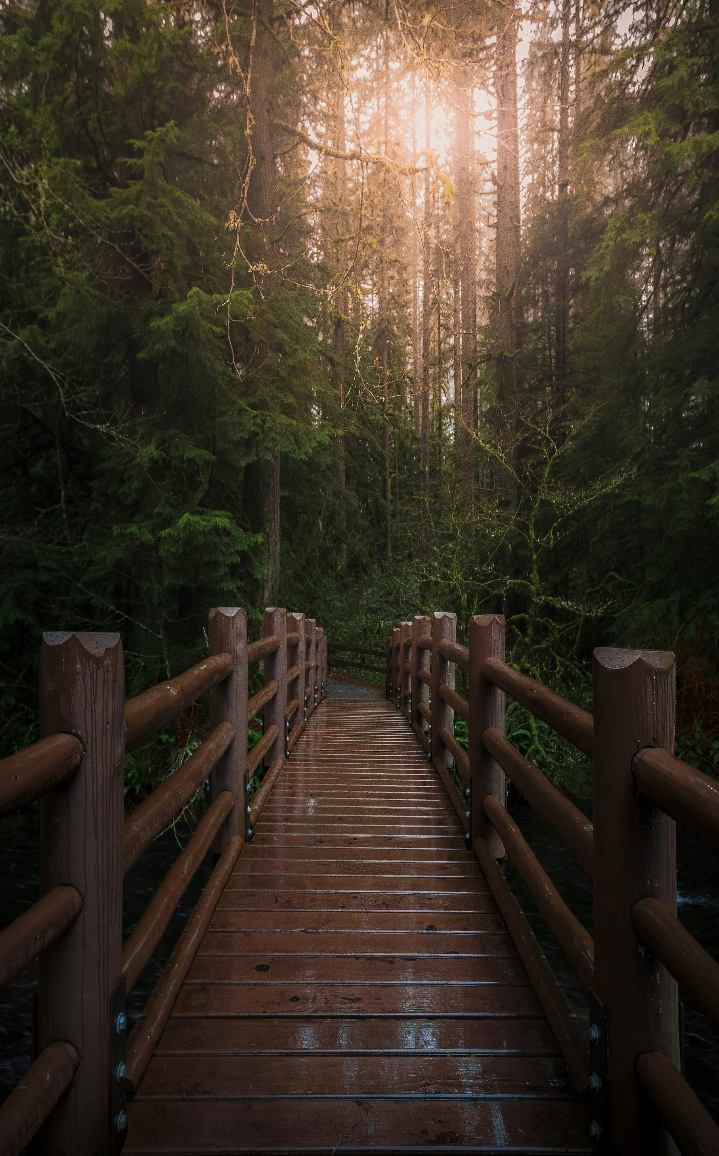 Wooden bridge over a forest stream with sunlight streaming through tall trees.