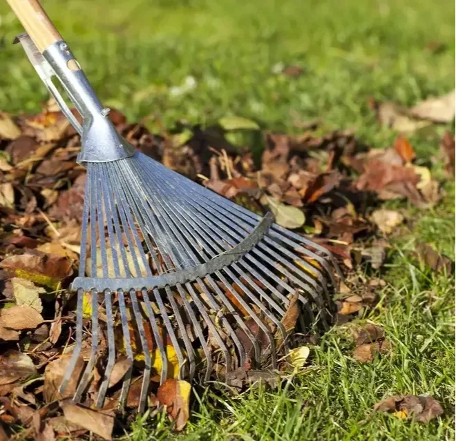 Yard Cleanup
