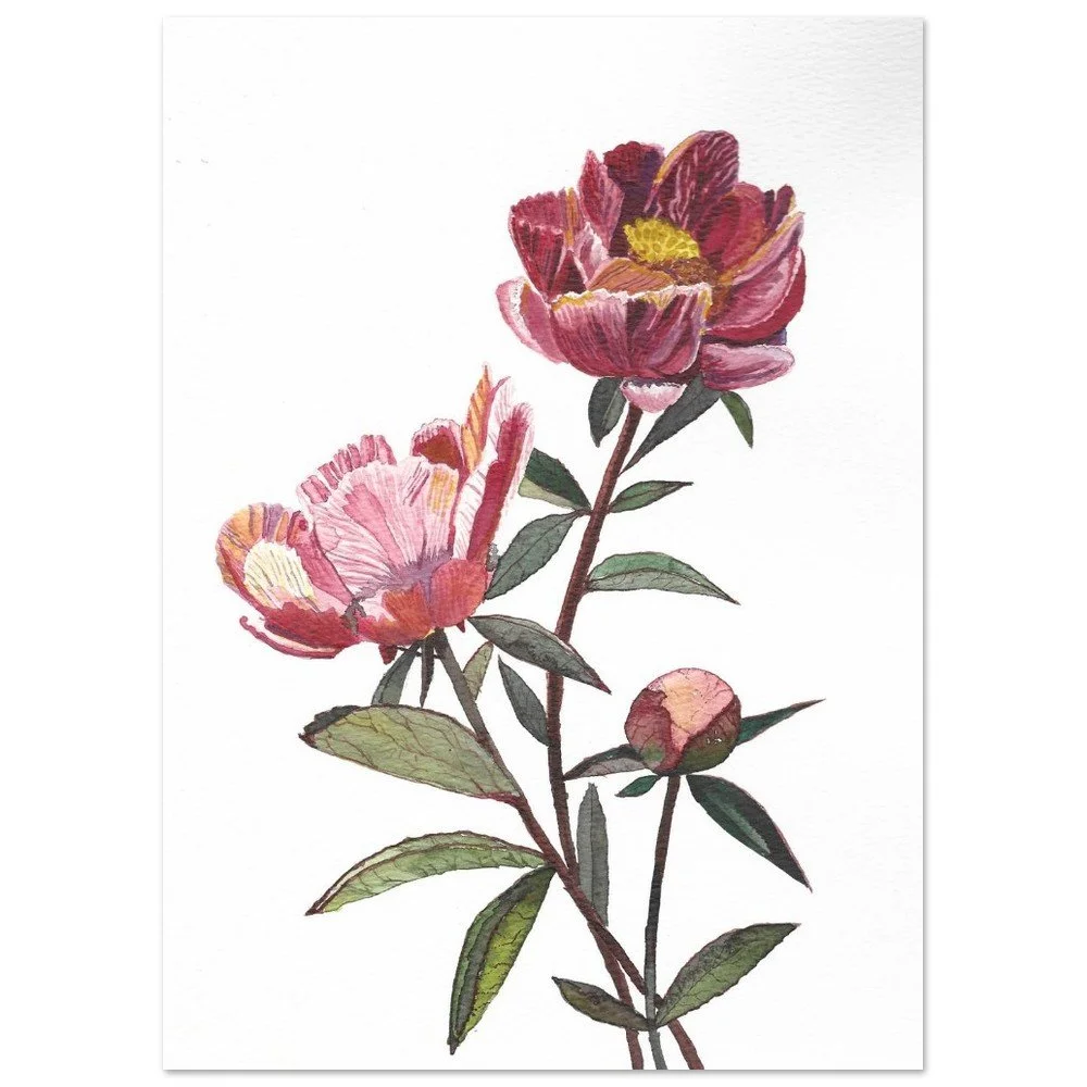 Peony 5x7 Print