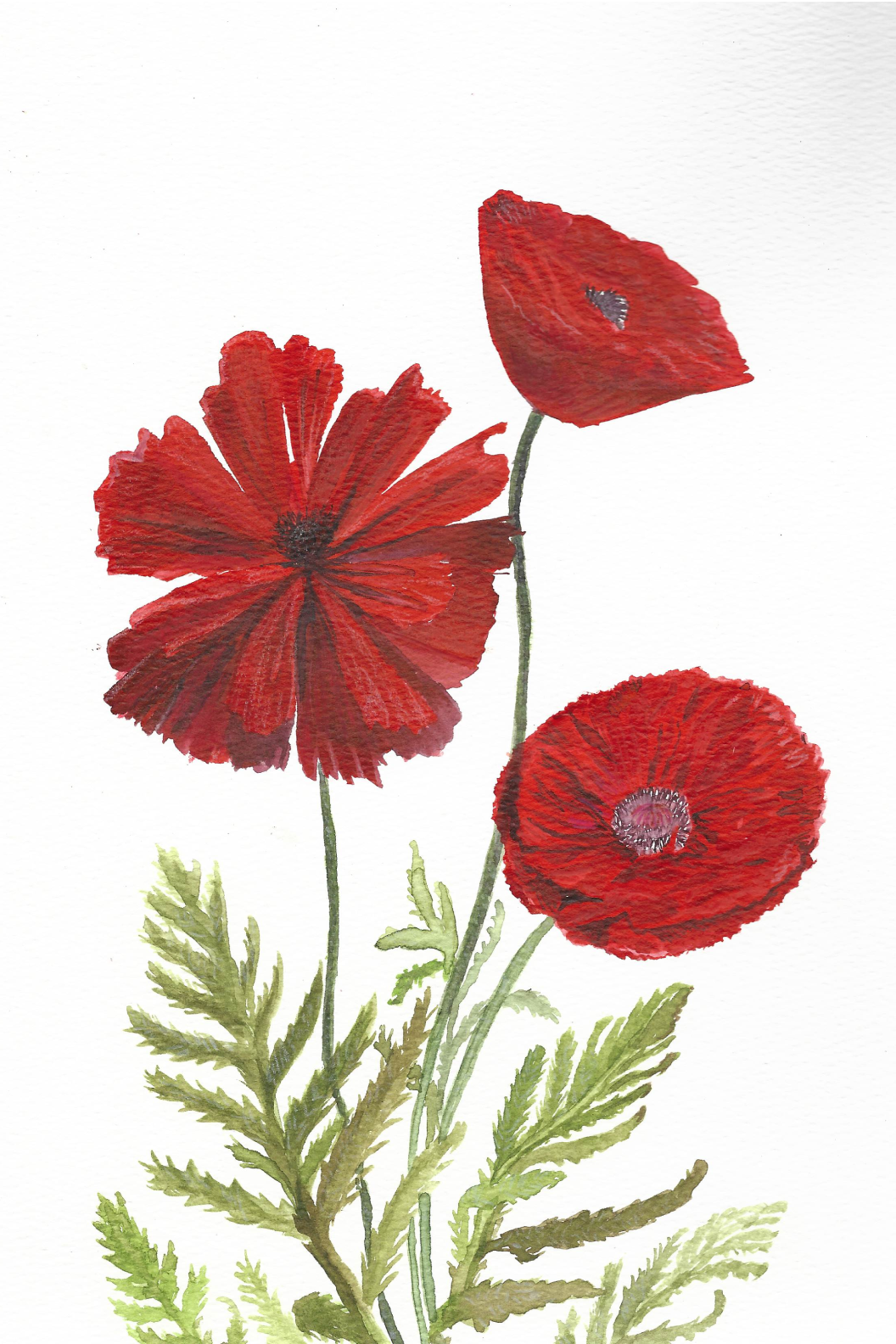 Poppy 5X7 Print