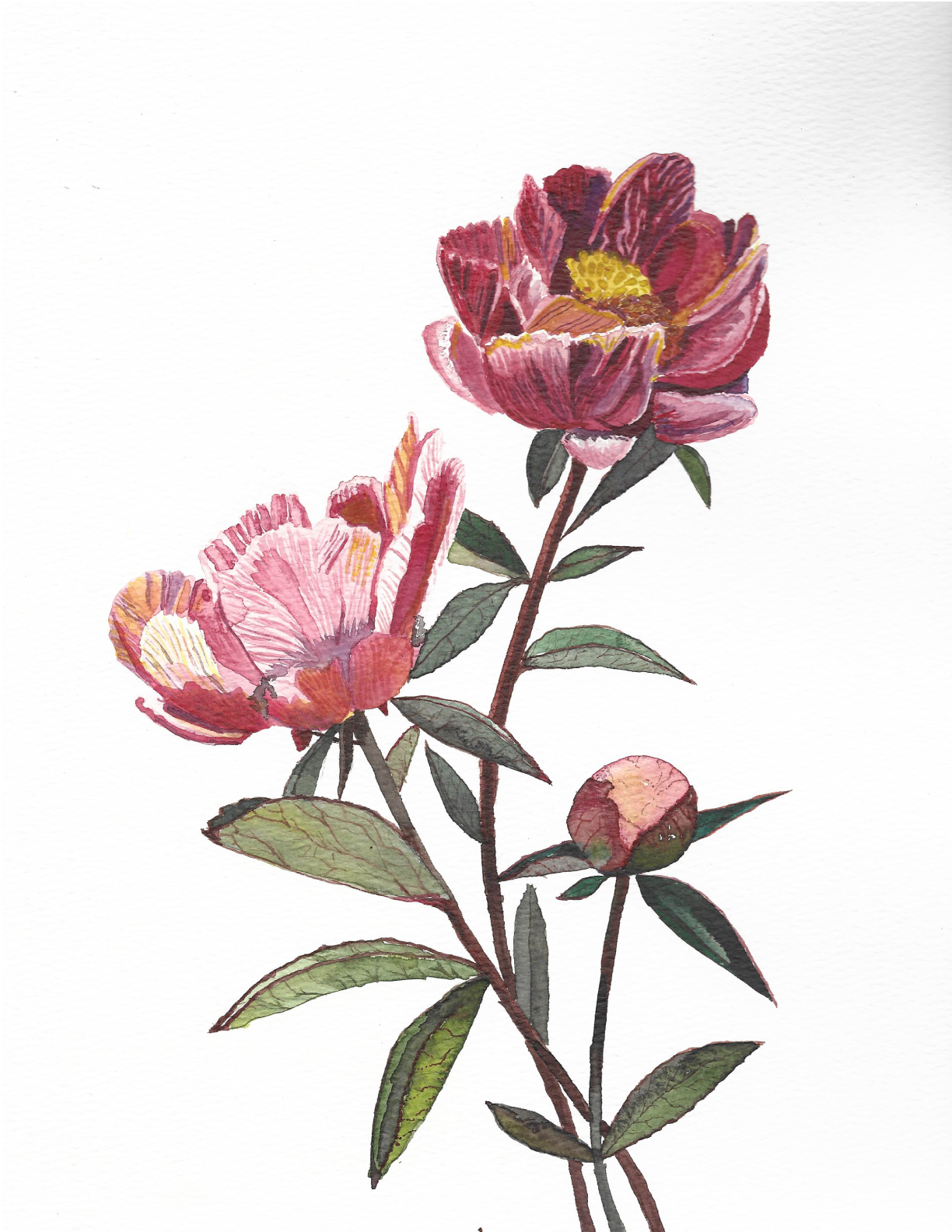 peony_forwebsite.png